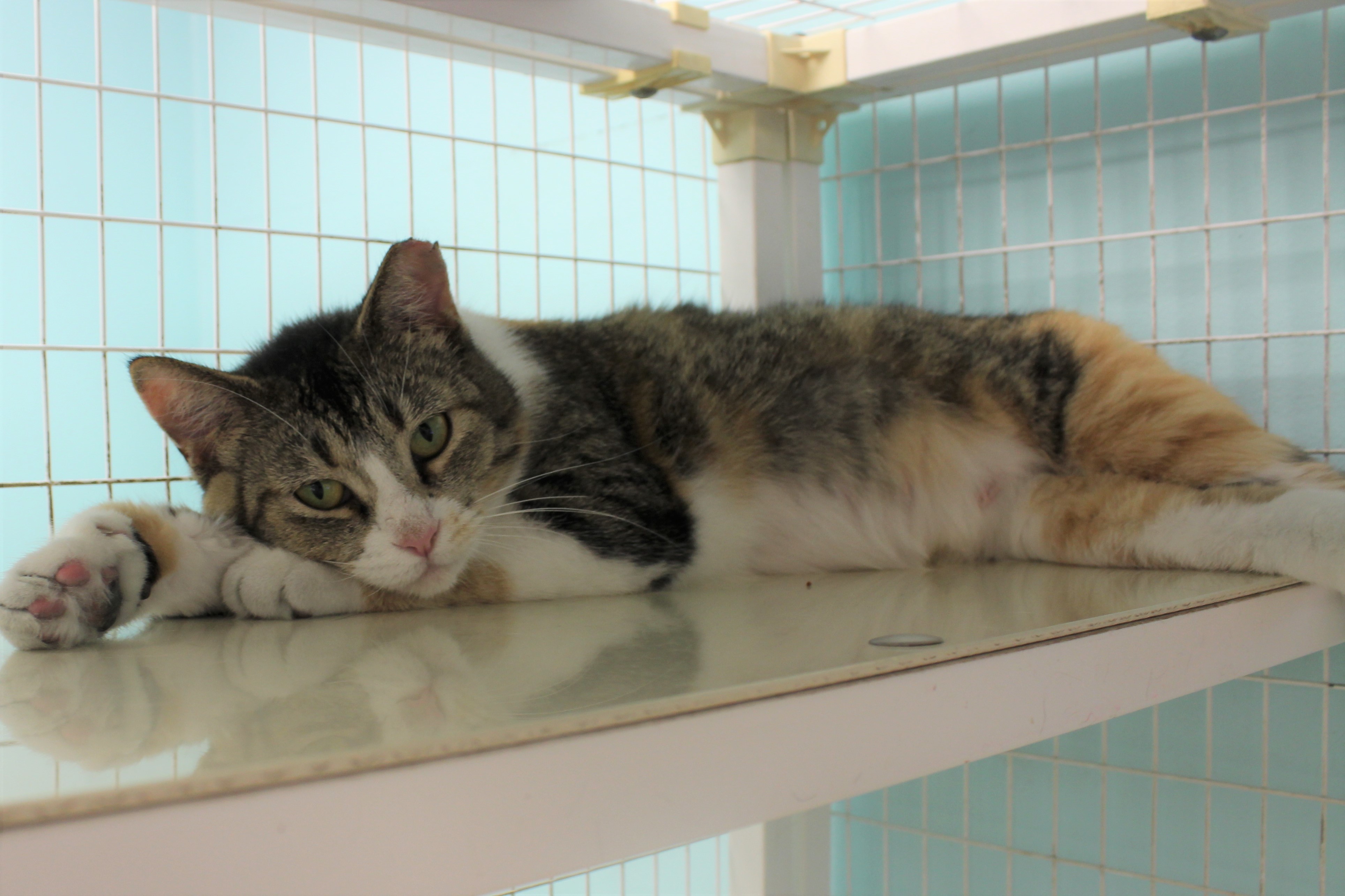 Cece, Adoptable, Adult Female Torbie.