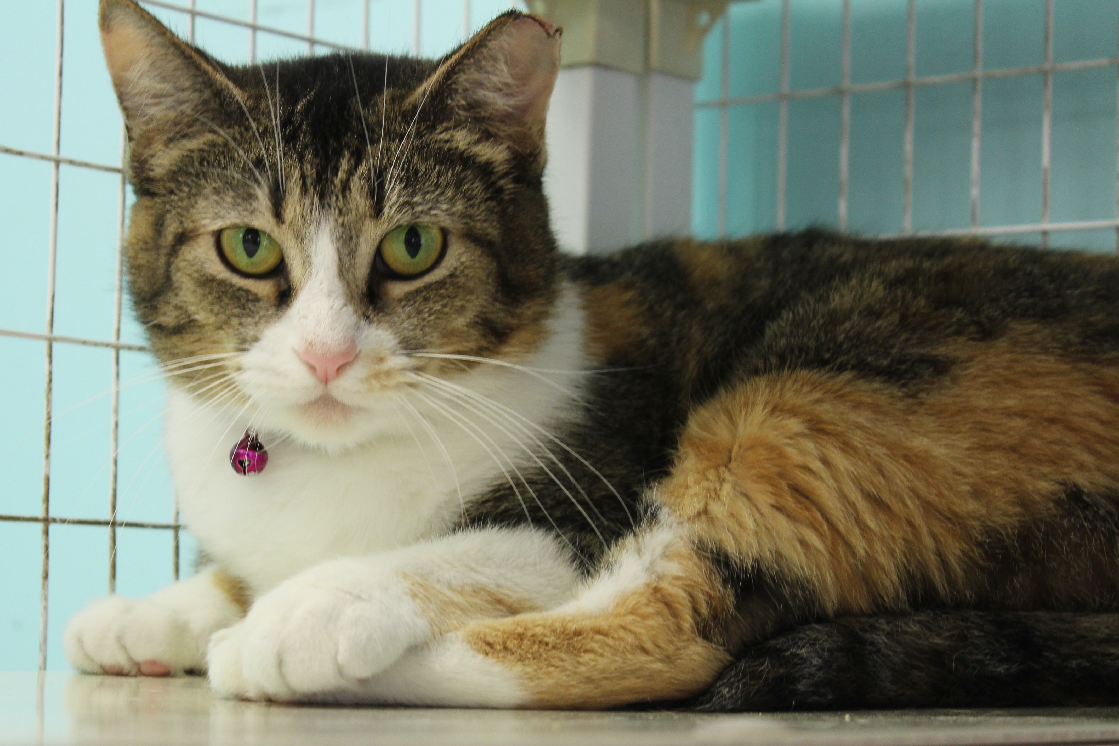Enlarge Cece, a Adoptable Torbie in Memphis, TN image 2/8