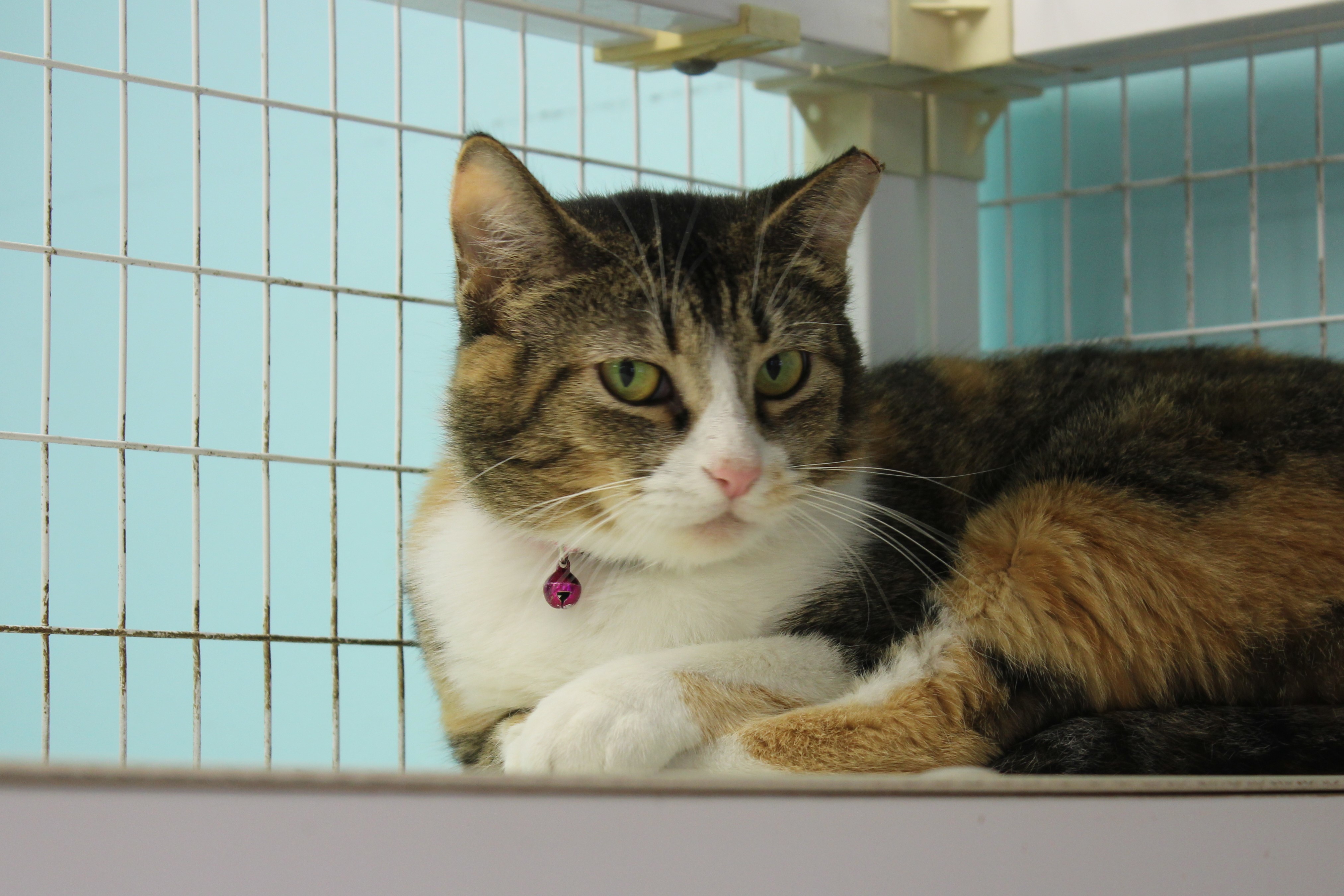 Enlarge Cece, a Adoptable Torbie in Memphis, TN image 3/8