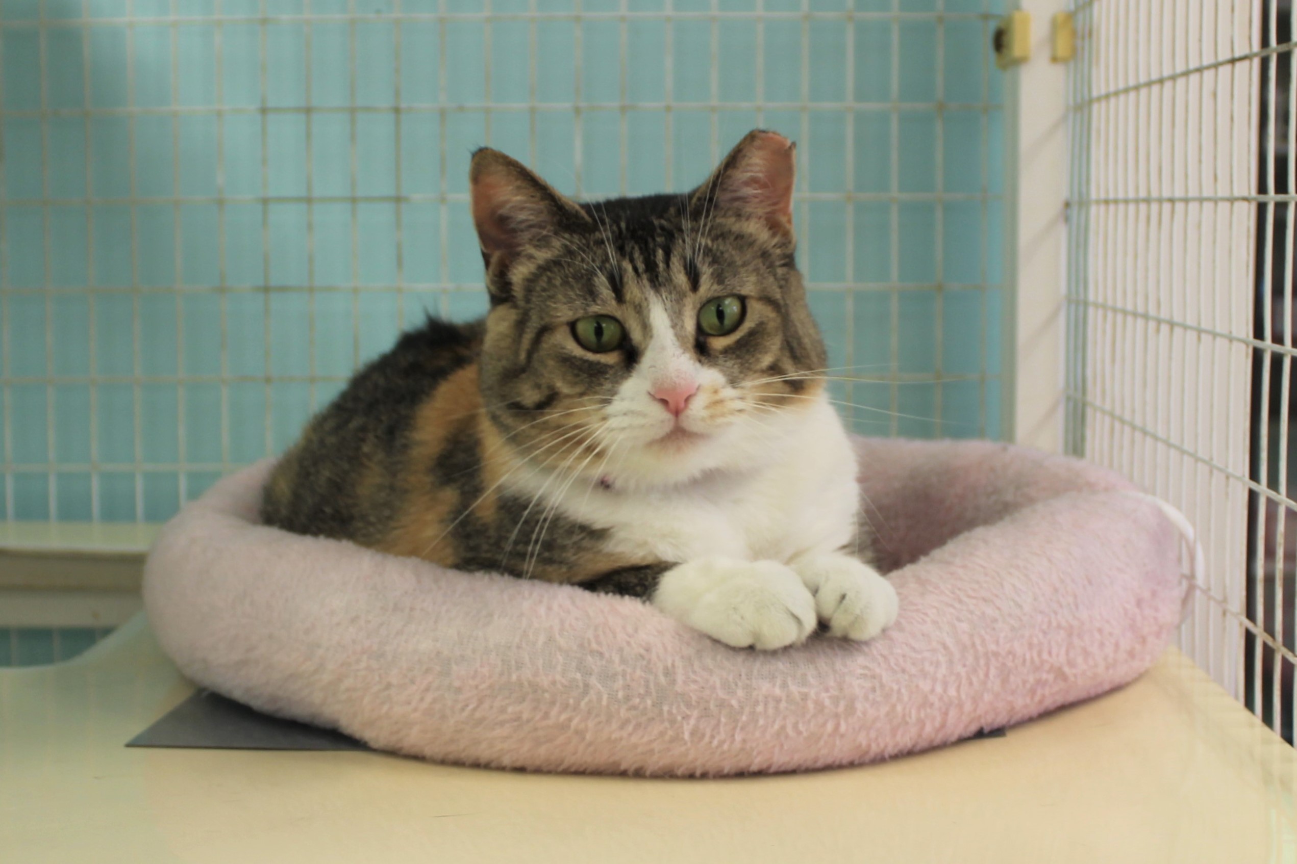 Enlarge Cece, a Adoptable Torbie in Memphis, TN image 4/8