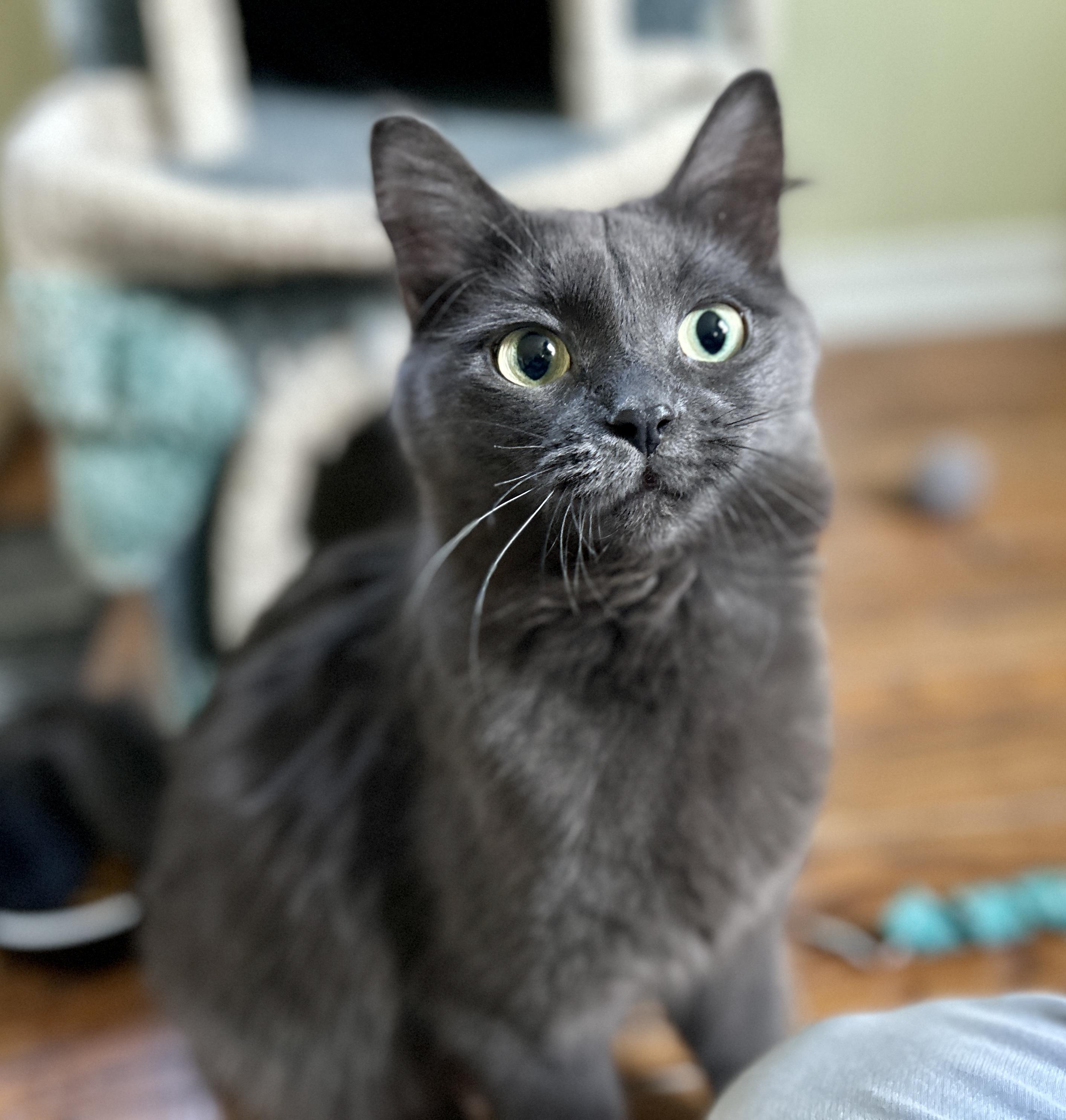 Enlarge Molly, a ADOPTABLE Domestic Medium Hair in Guelph, ON image 2/6