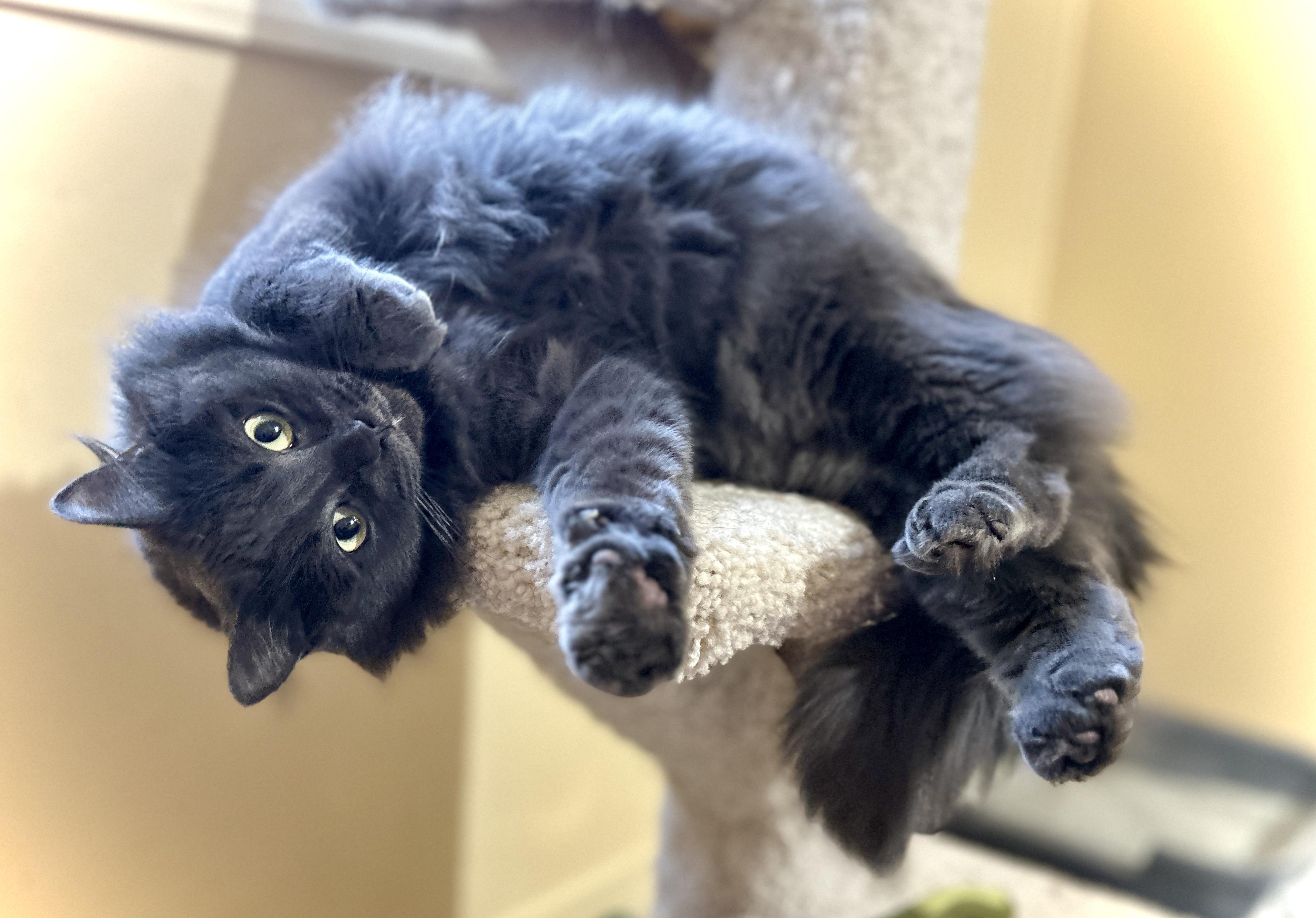 Enlarge Molly, a ADOPTABLE Domestic Medium Hair in Guelph, ON image 5/6