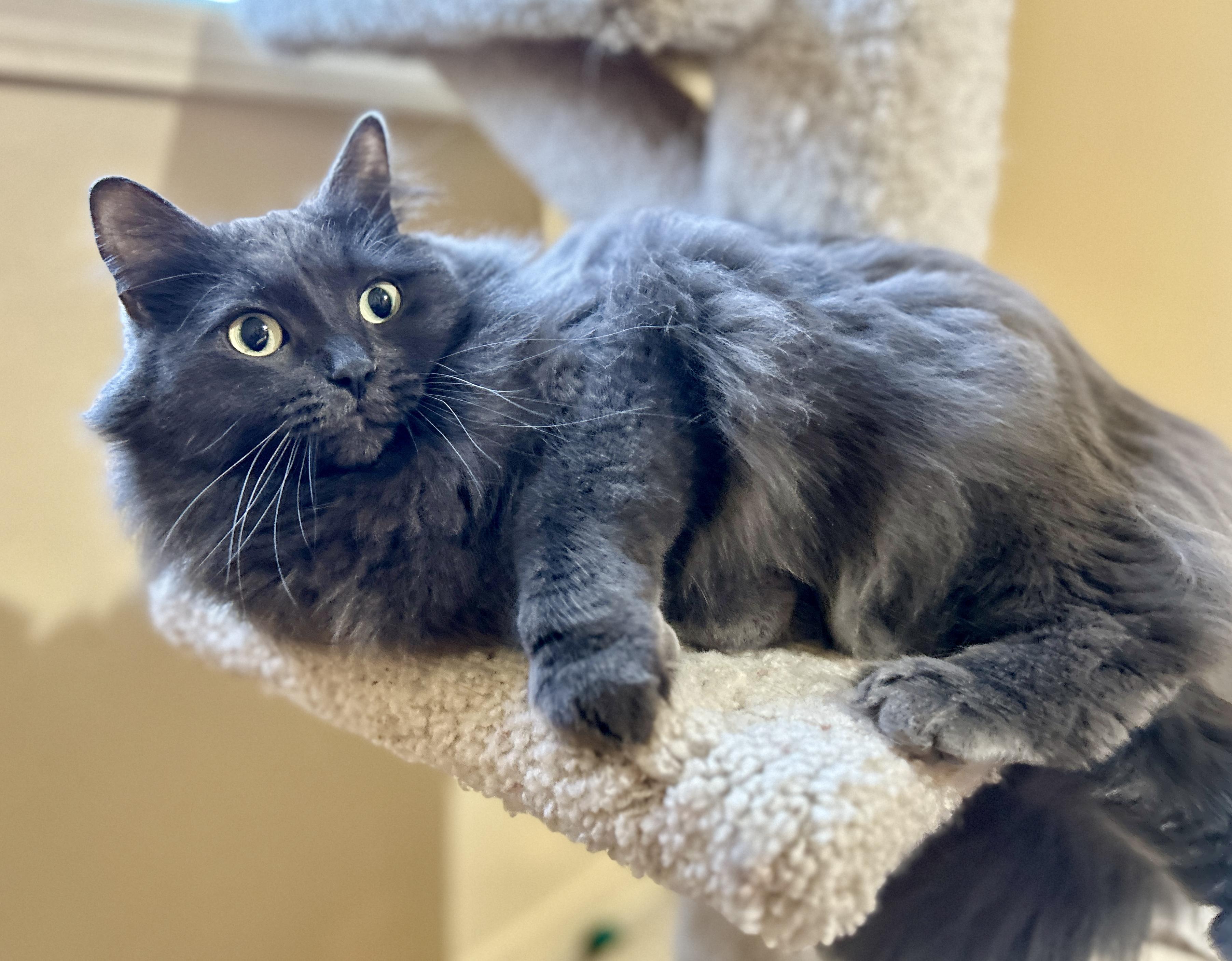 Enlarge Molly, a ADOPTABLE Domestic Medium Hair in Guelph, ON image 3/6