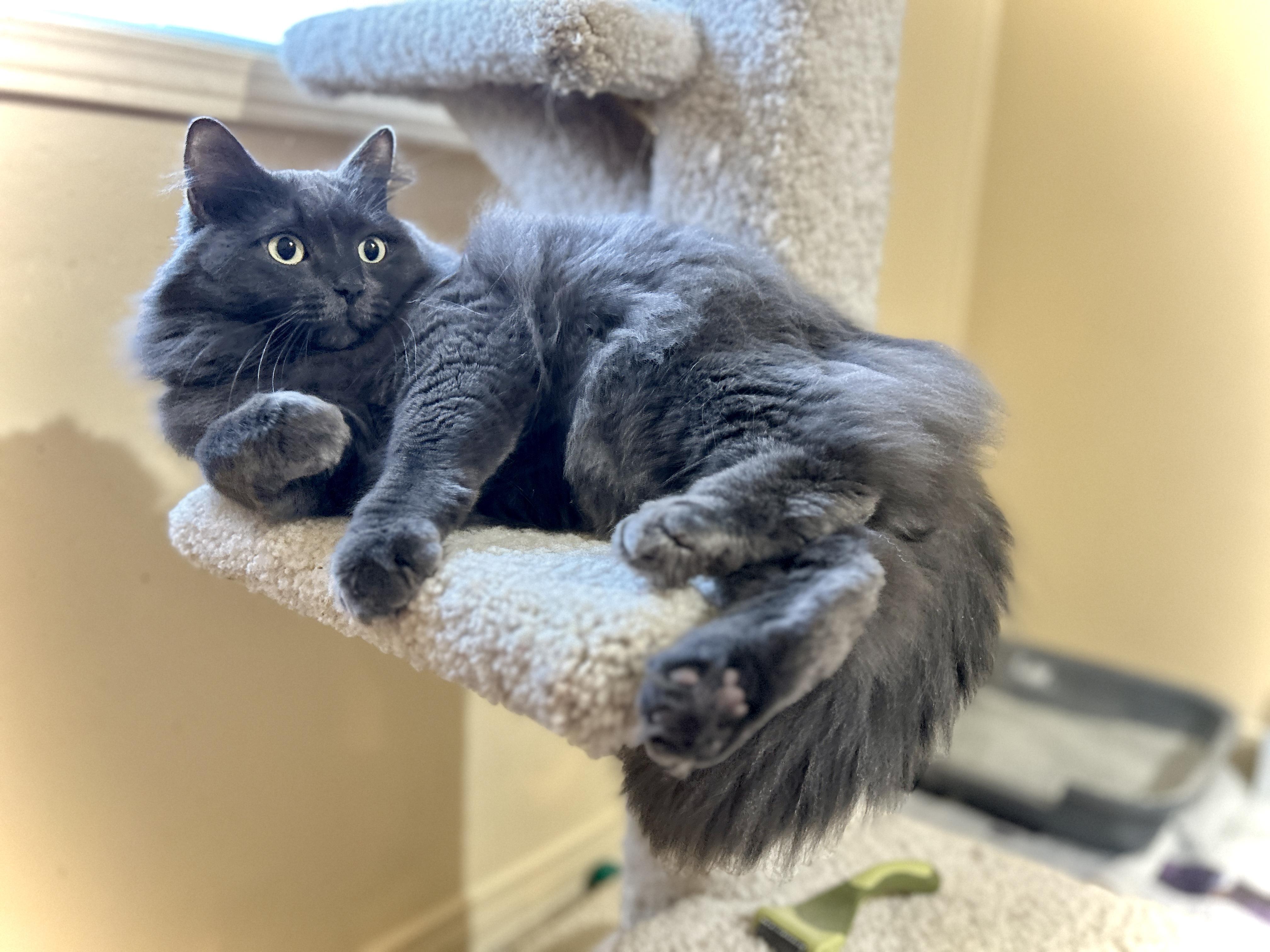 Enlarge Molly, a ADOPTABLE Domestic Medium Hair in Guelph, ON image 6/6