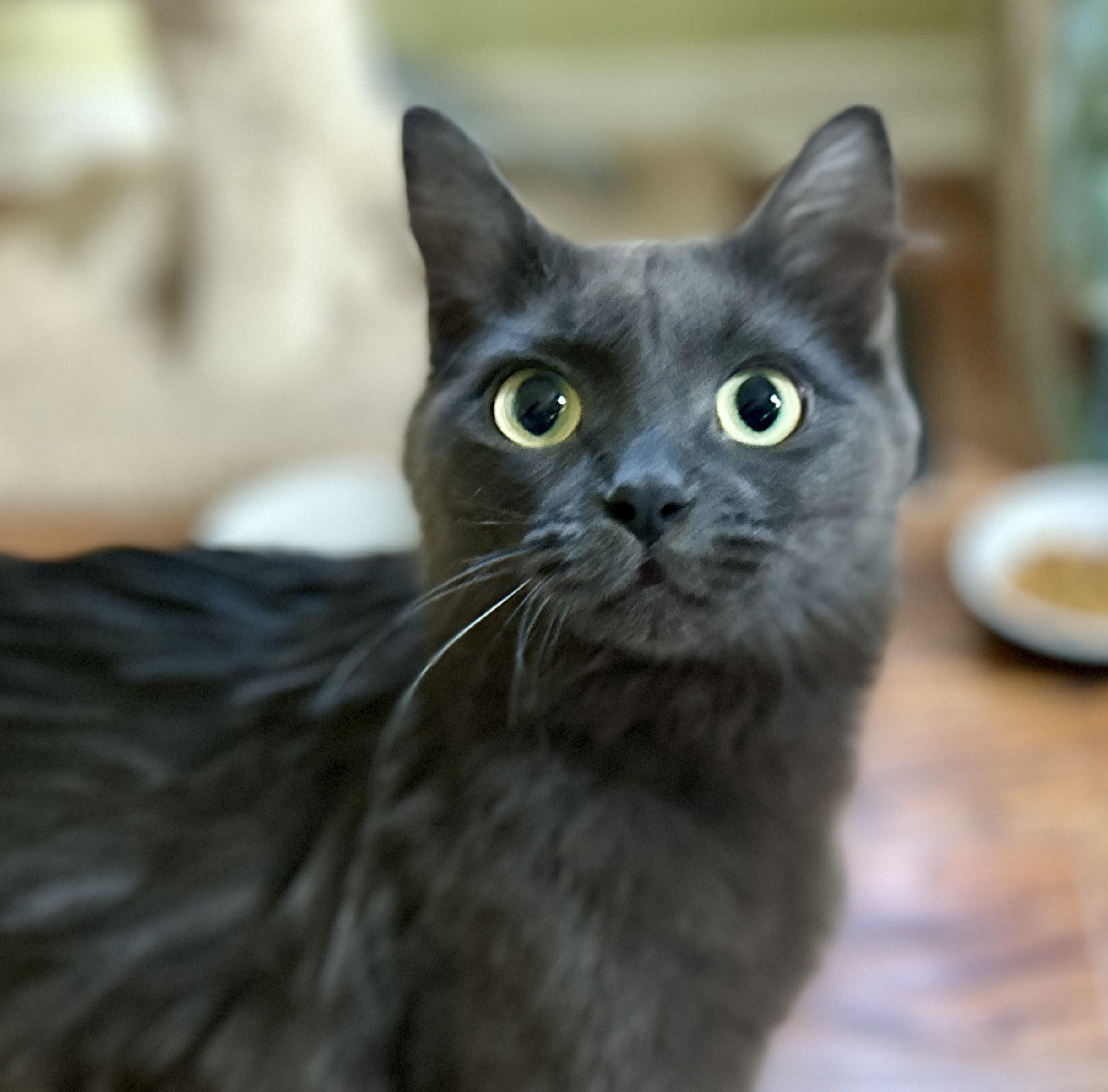 Enlarge Molly, a ADOPTABLE Domestic Medium Hair in Guelph, ON image 4/6