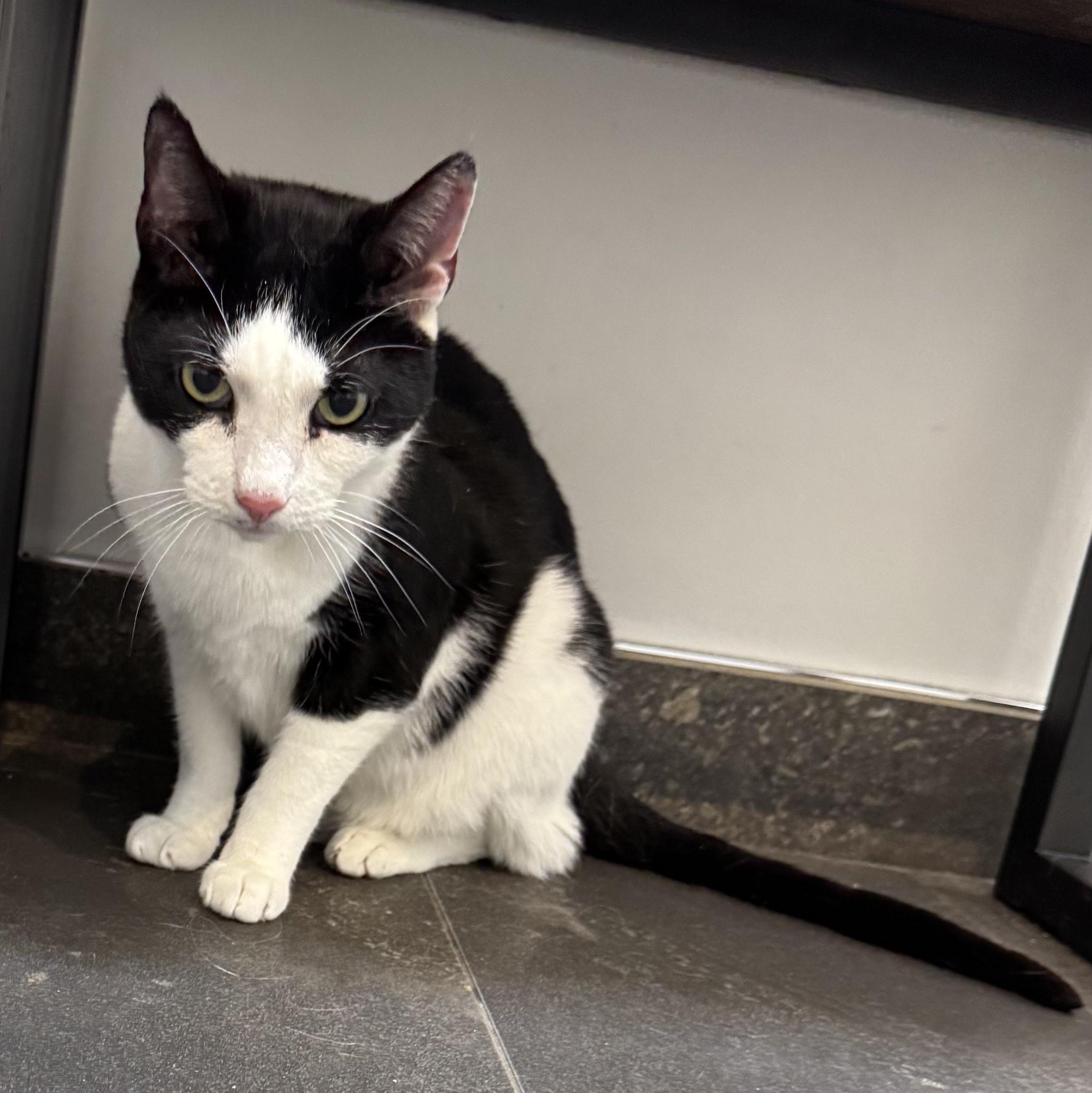 Mix & Match, a Adoptable Domestic Short Hair in New Canaan, CT image 6/6