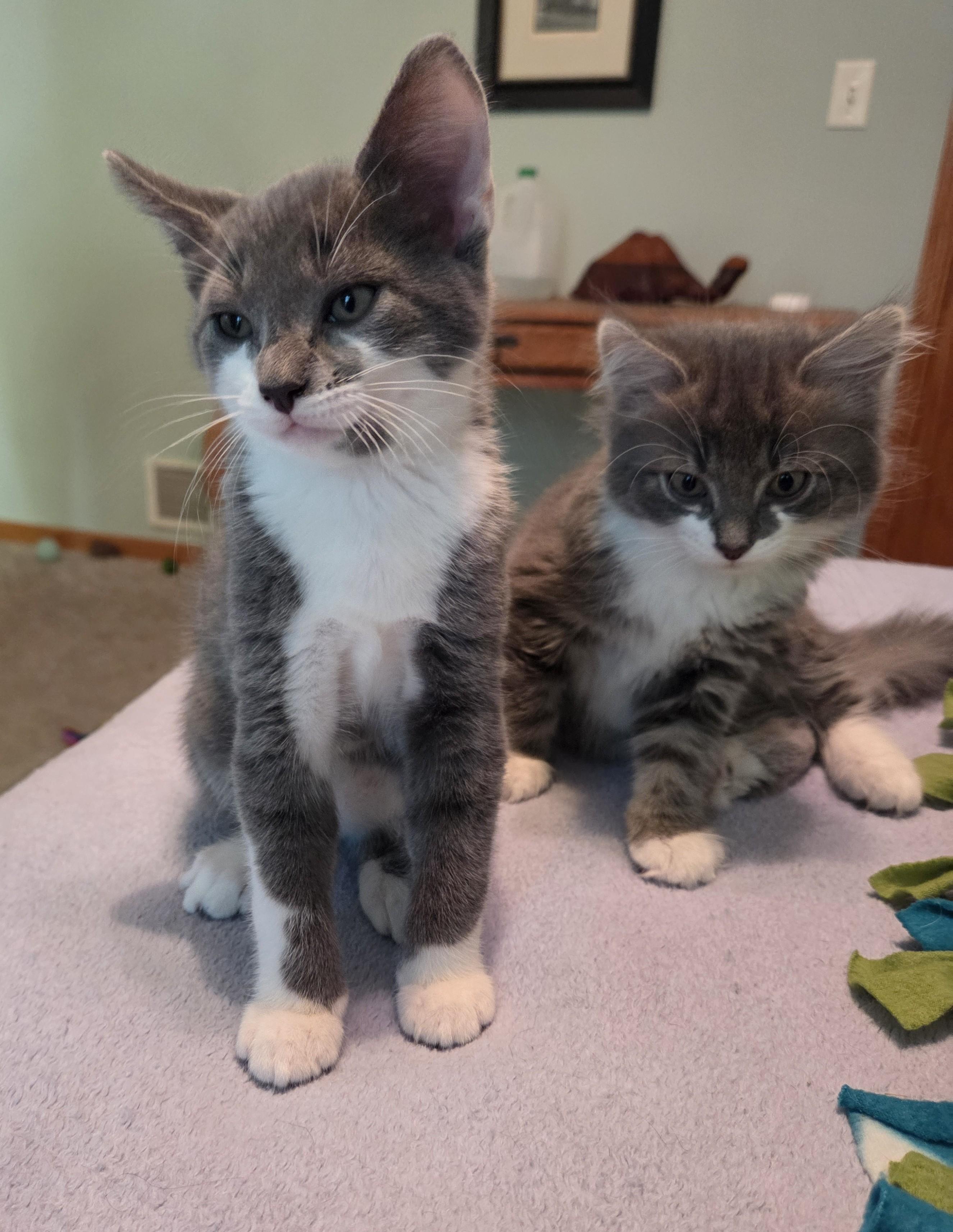 Enlarge Duster, a Adoptable mixed breed in River Falls, WI image 3/4