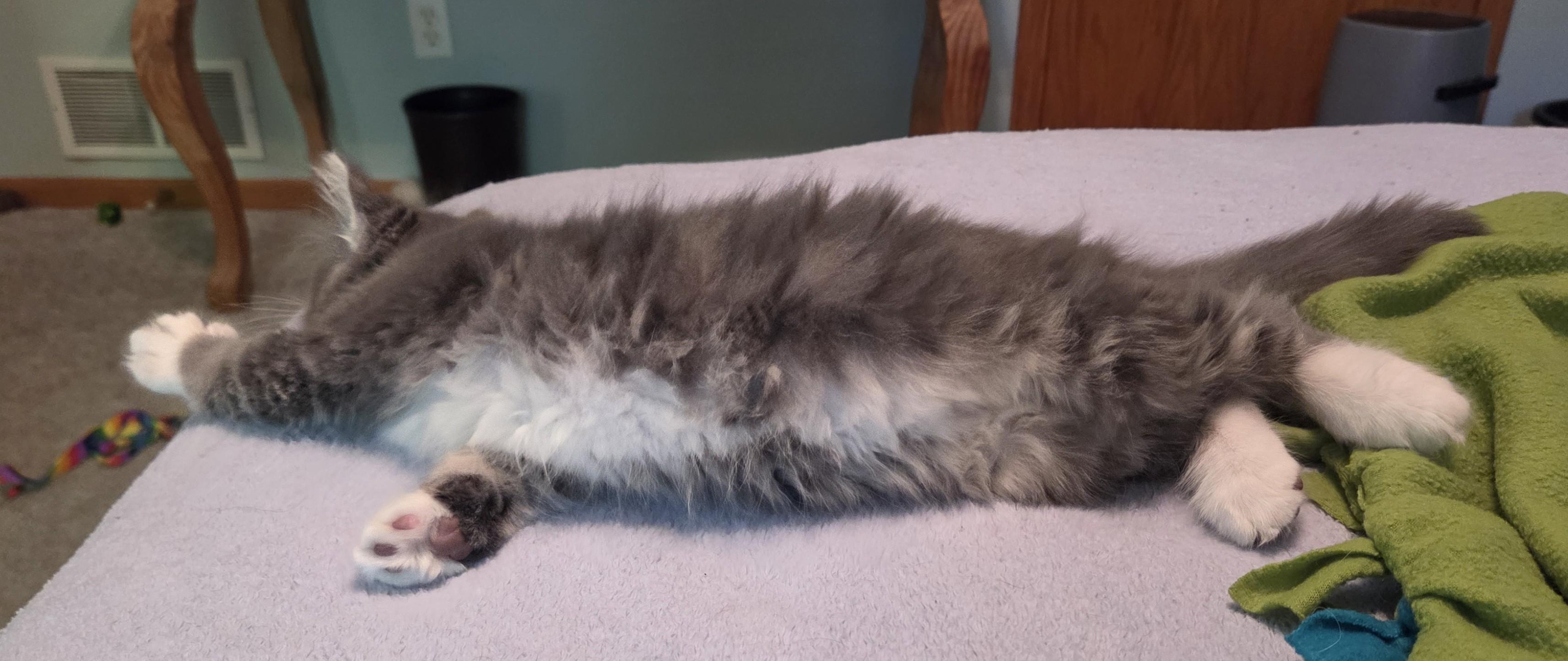 Enlarge Duster, a Adoptable mixed breed in River Falls, WI image 4/4