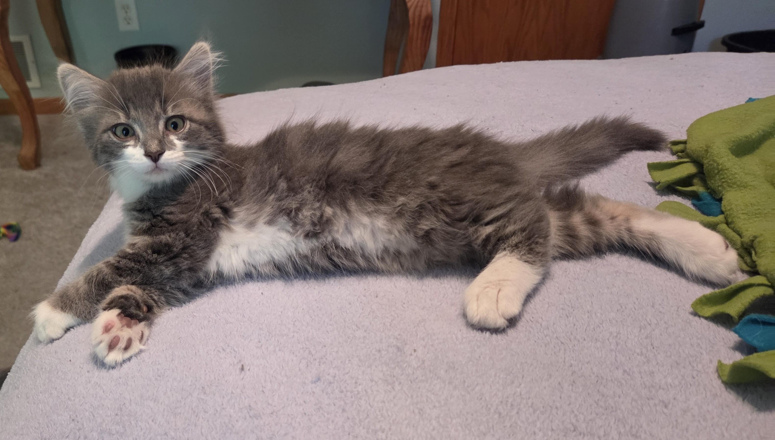 Enlarge Duster, a Adoptable mixed breed in River Falls, WI image 2/4