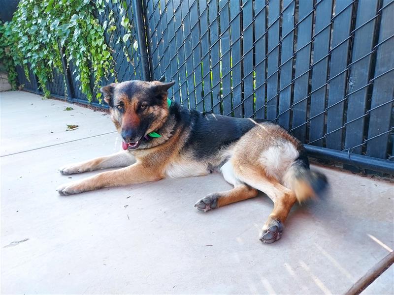 Sheepish, Adoptable, Adult Female German Shepherd Dog.
