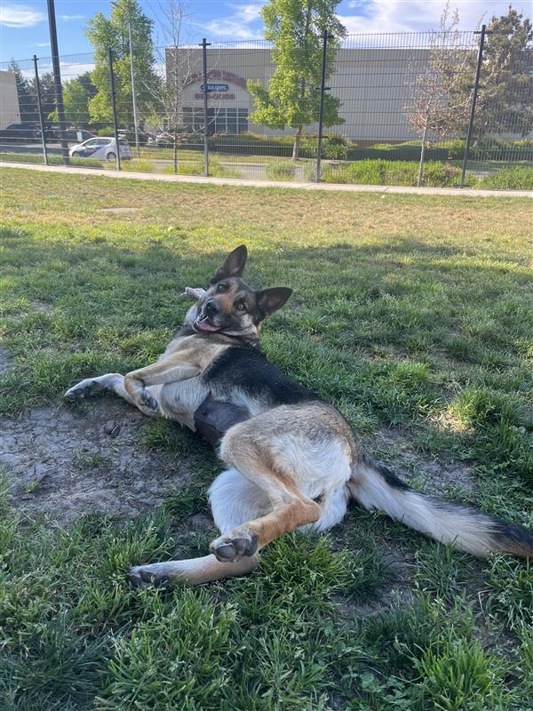 Sheepish, a Adoptable German Shepherd Dog in Elk Grove, CA image 2/3
