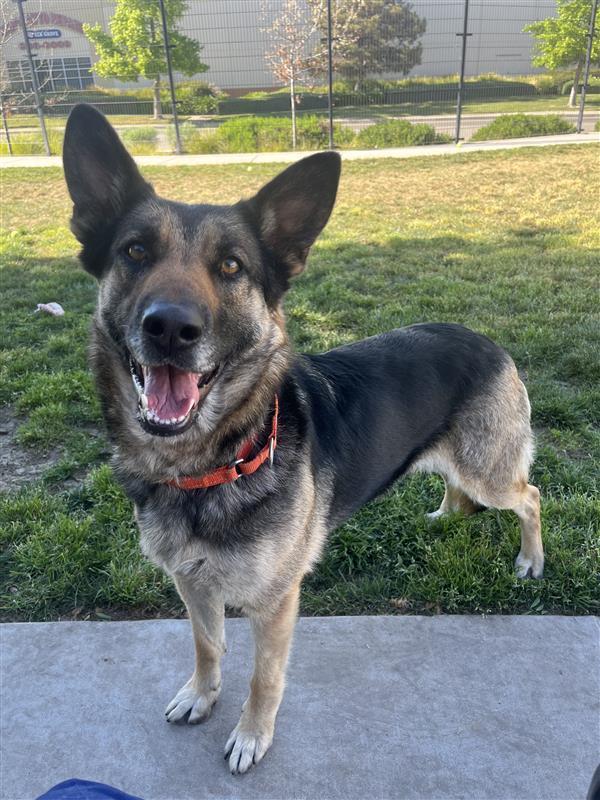 Sheepish, a Adoptable German Shepherd Dog in Elk Grove, CA image 3/3