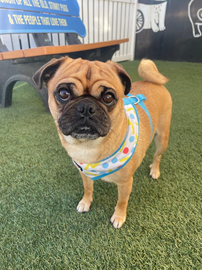 Enlarge Sloan, a Adoptable Pug in Gardena, CA image 1/6