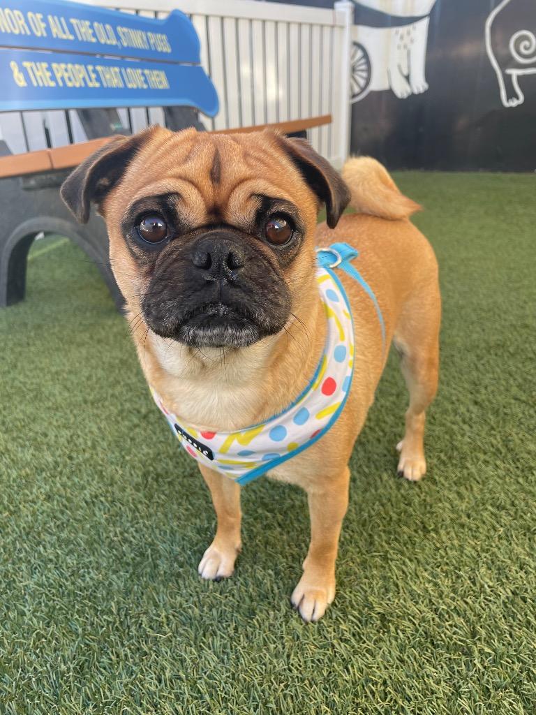 Enlarge Sloan, a Adoptable Pug in Gardena, CA image 2/6