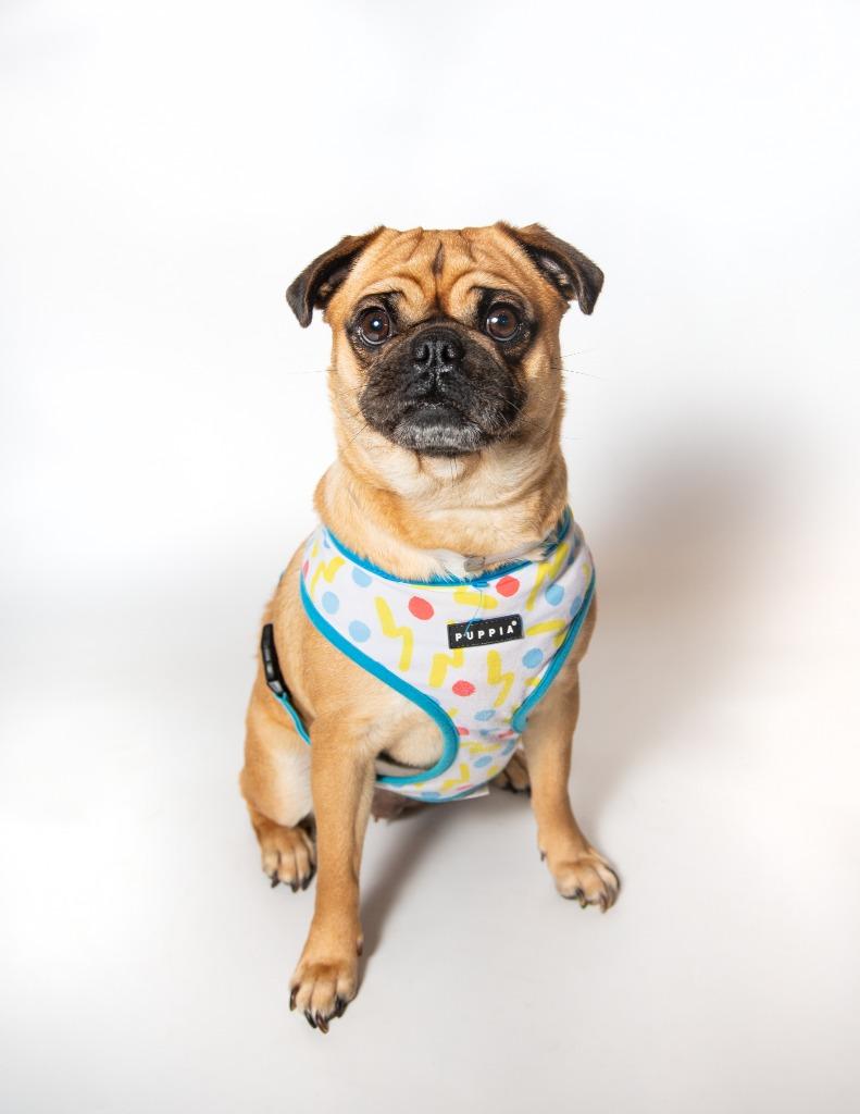 Enlarge Sloan, a Adoptable Pug in Gardena, CA image 1/6
