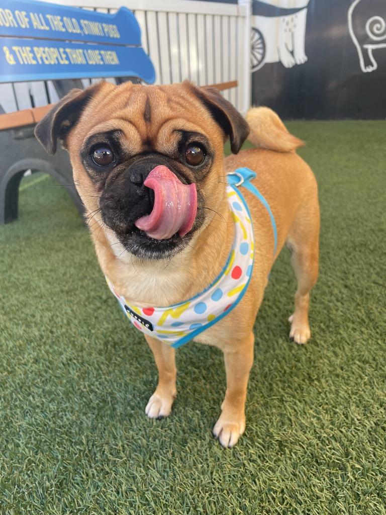 Enlarge Sloan, a Adoptable Pug in Gardena, CA image 2/6