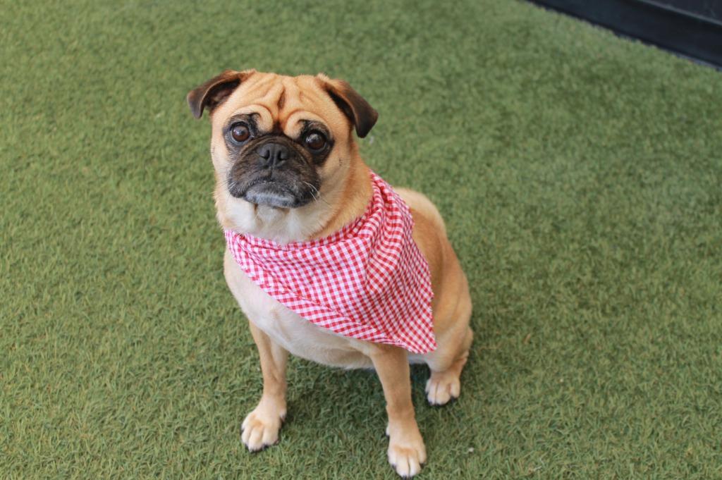 Enlarge Sloan, a Adoptable Pug in Gardena, CA image 3/6