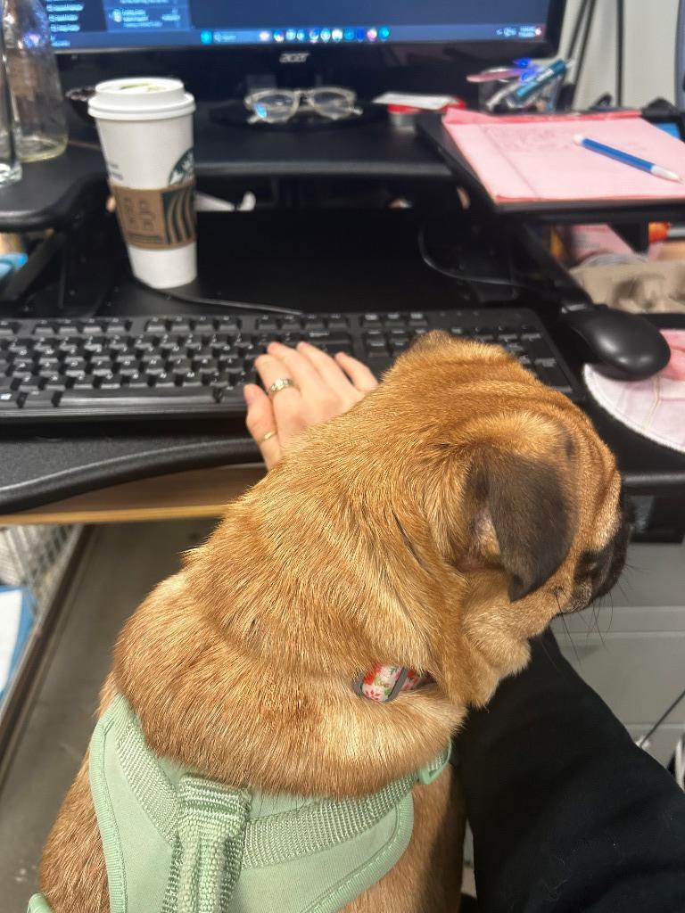 Enlarge Sloan, a Adoptable Pug in Gardena, CA image 5/6