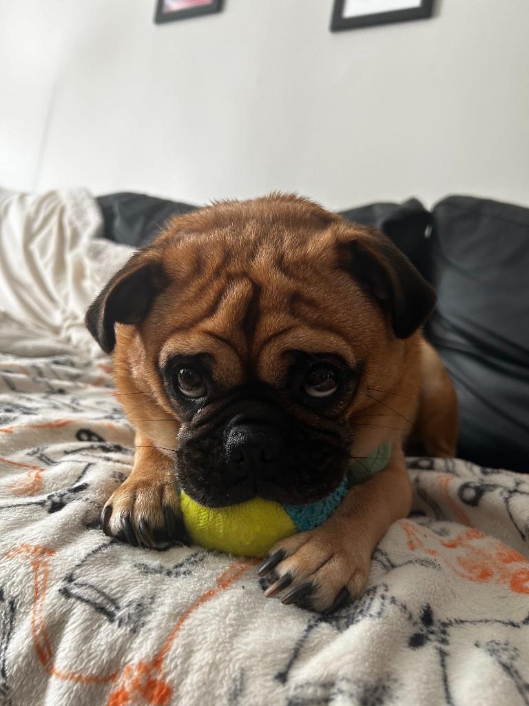 Enlarge Sloan, a Adoptable Pug in Gardena, CA image 6/6