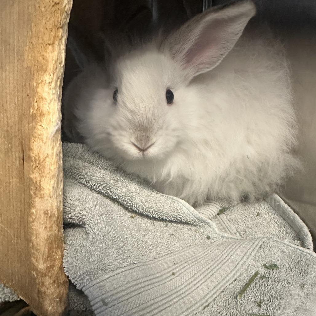 Enlarge Lamby, a Adoptable Bunny Rabbit in Pittsburgh, PA image 1/3