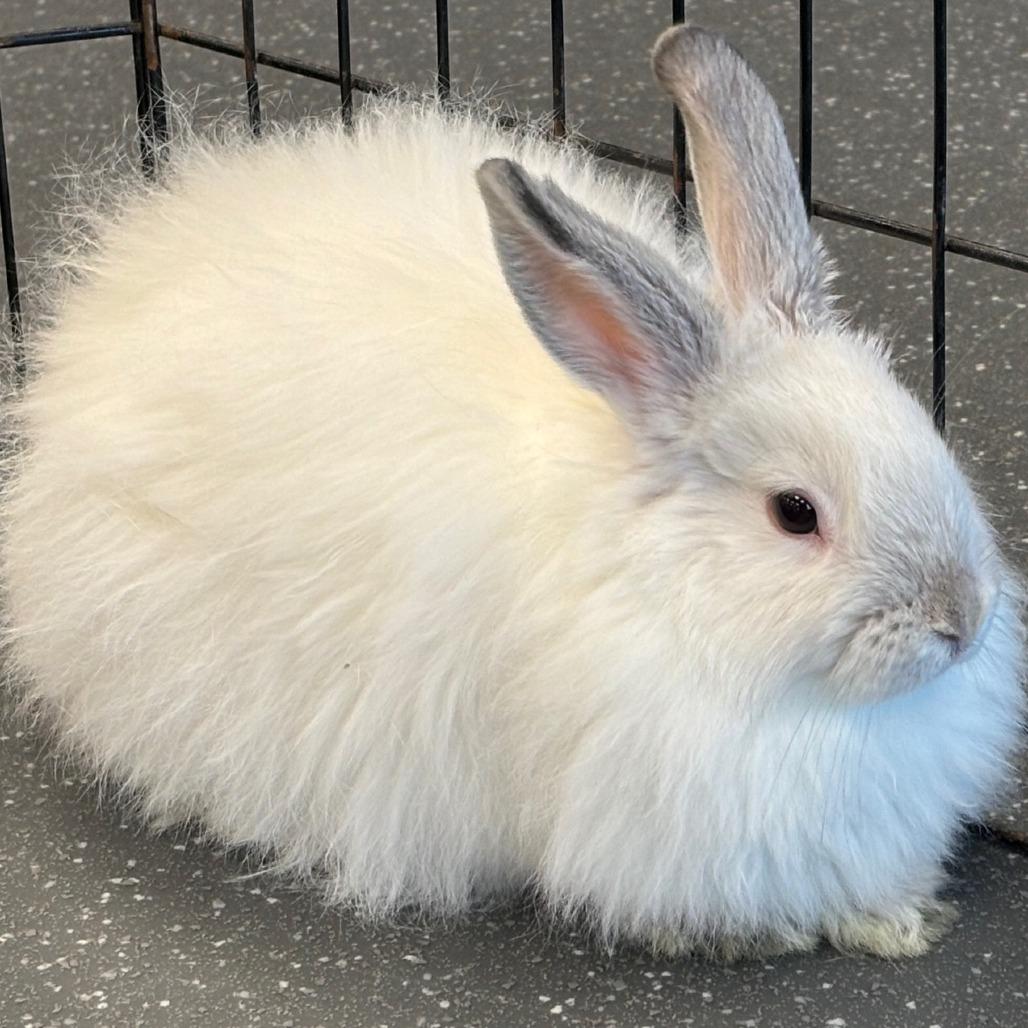 Enlarge Lamby, a Adoptable Bunny Rabbit in Pittsburgh, PA image 2/3