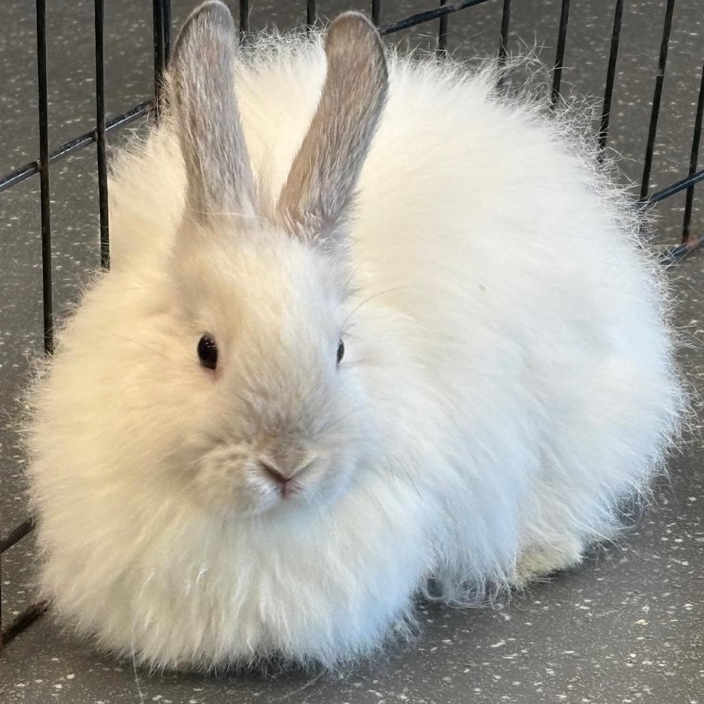 Enlarge Lamby, a Adoptable Bunny Rabbit in Pittsburgh, PA image 3/3