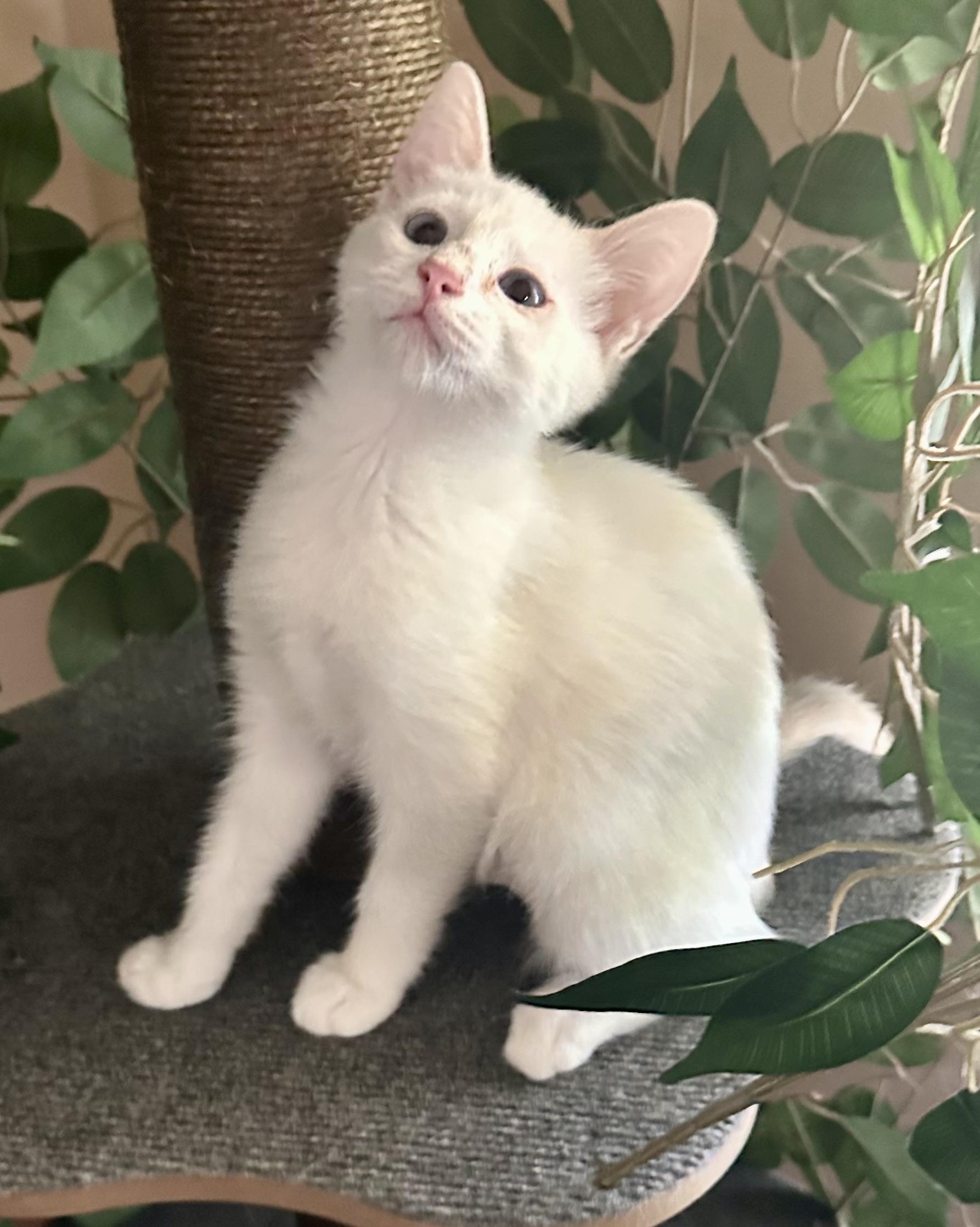 Mia, Adopted, Kitten Female Siamese.