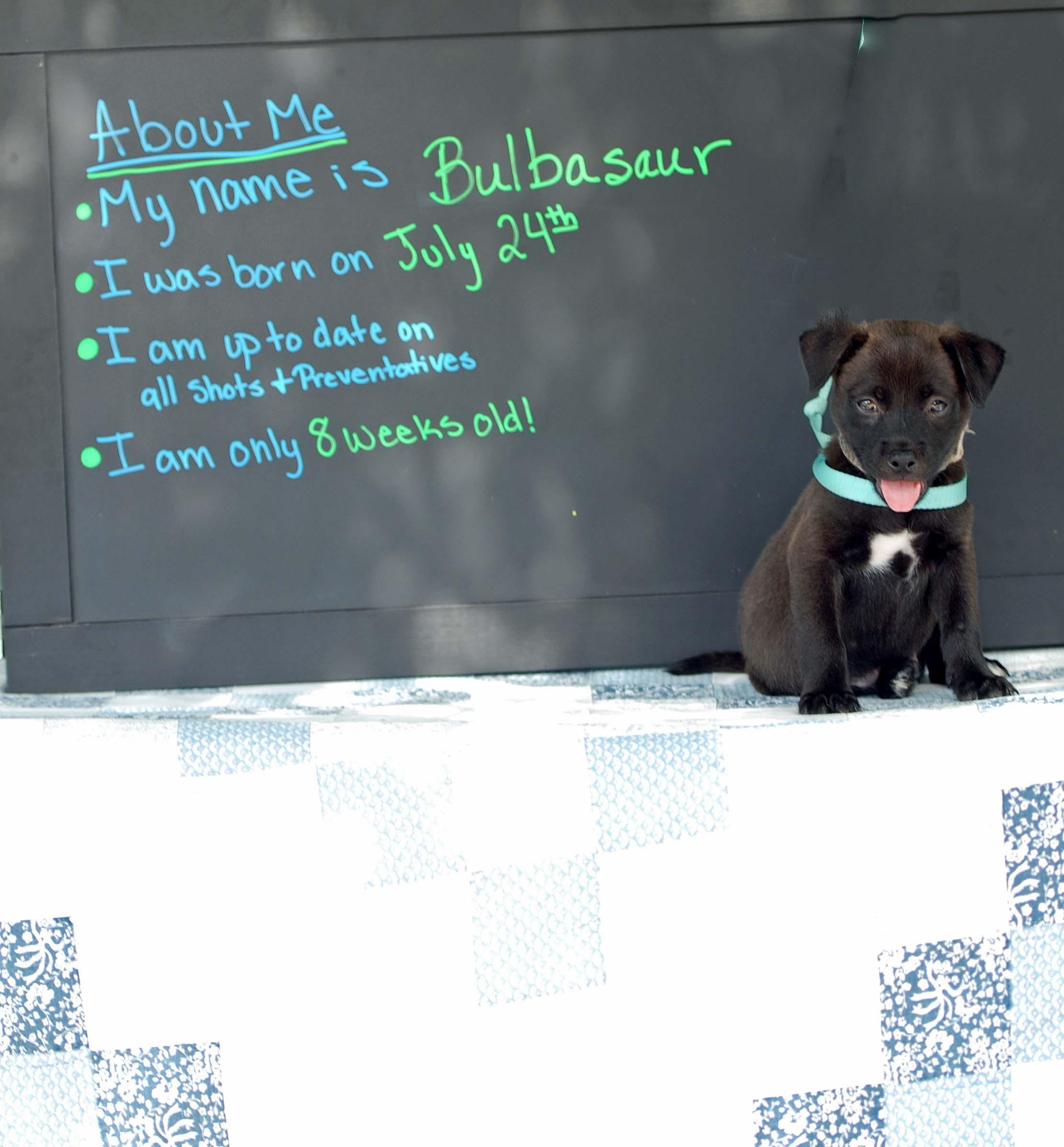 Enlarge Bulbasaur, a Adoptable mixed breed in Madisonville, TX image 4/4