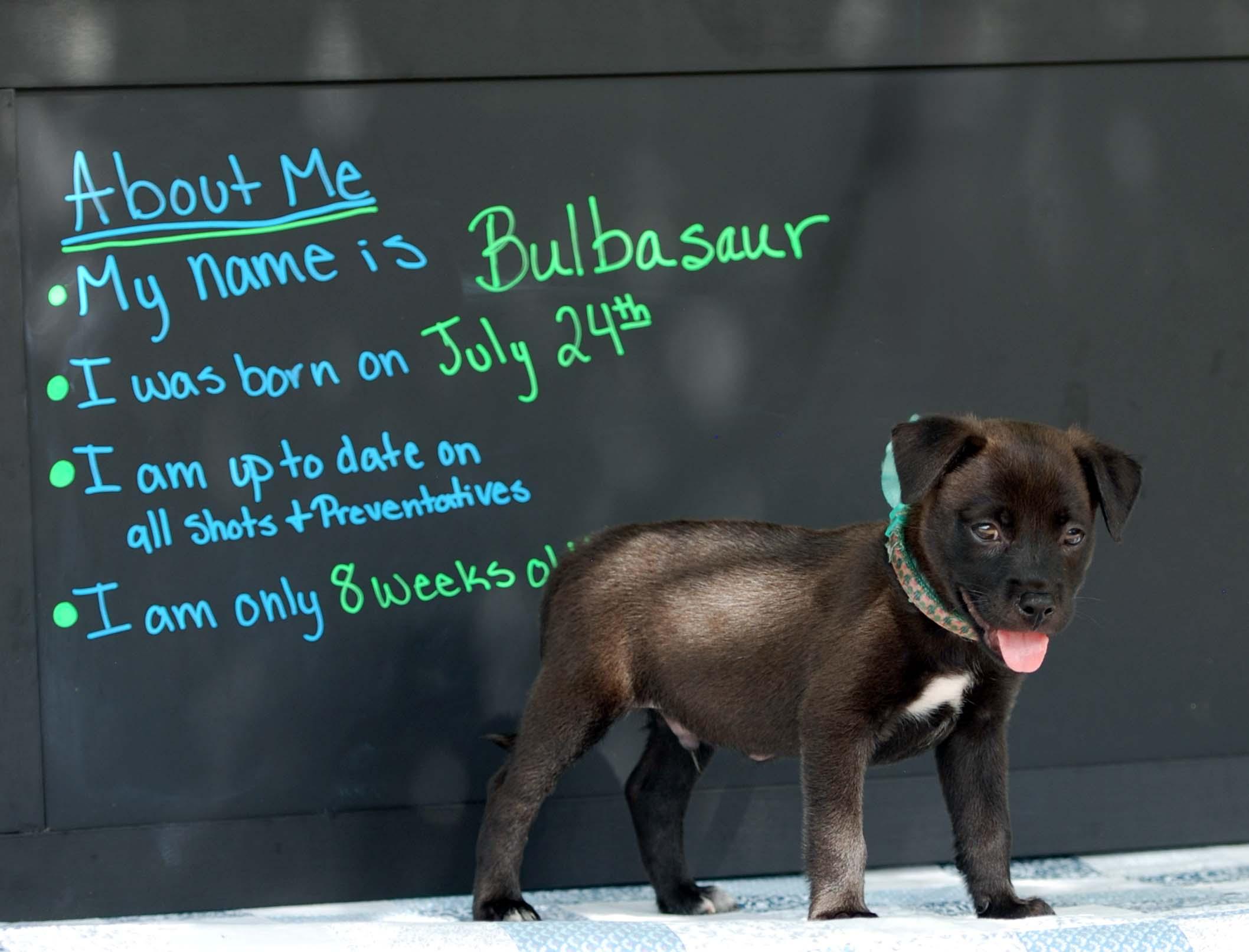 Enlarge Bulbasaur, a Adoptable mixed breed in Madisonville, TX image 3/4