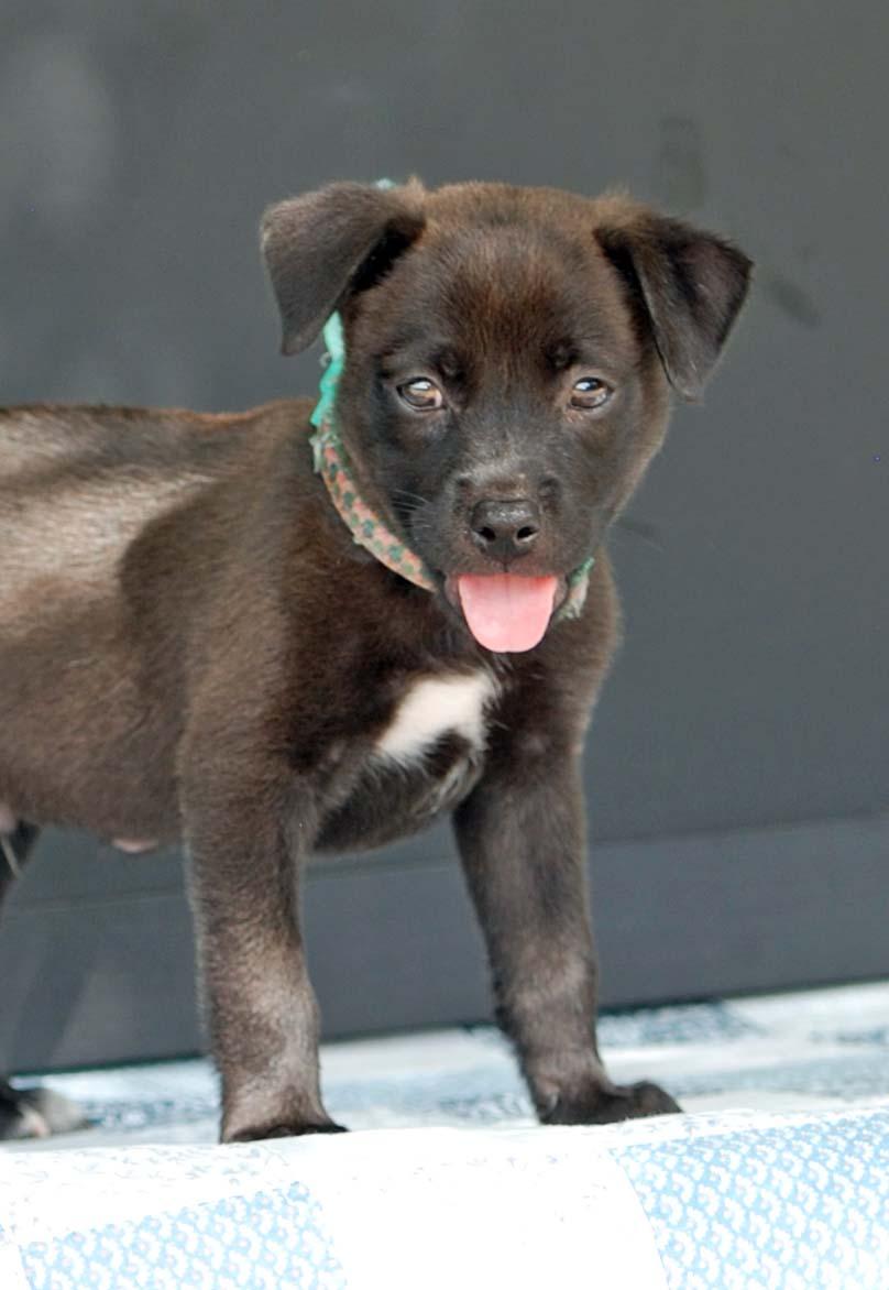 Enlarge Bulbasaur, a Adoptable mixed breed in Madisonville, TX image 1/4