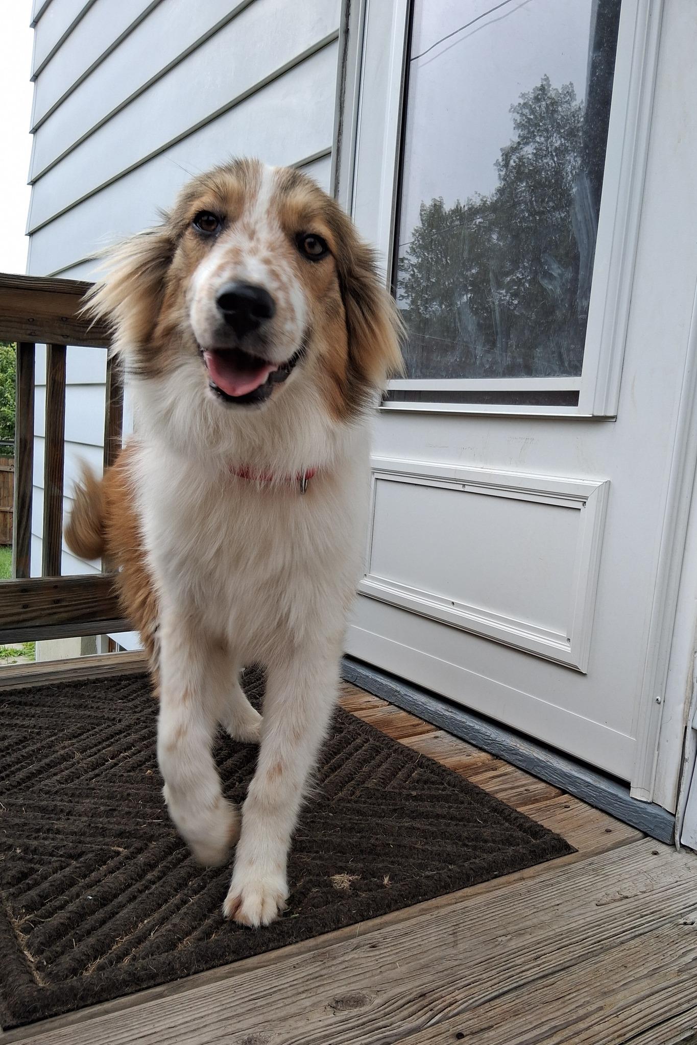 Baby Girl, Young Female Australian Shepherd