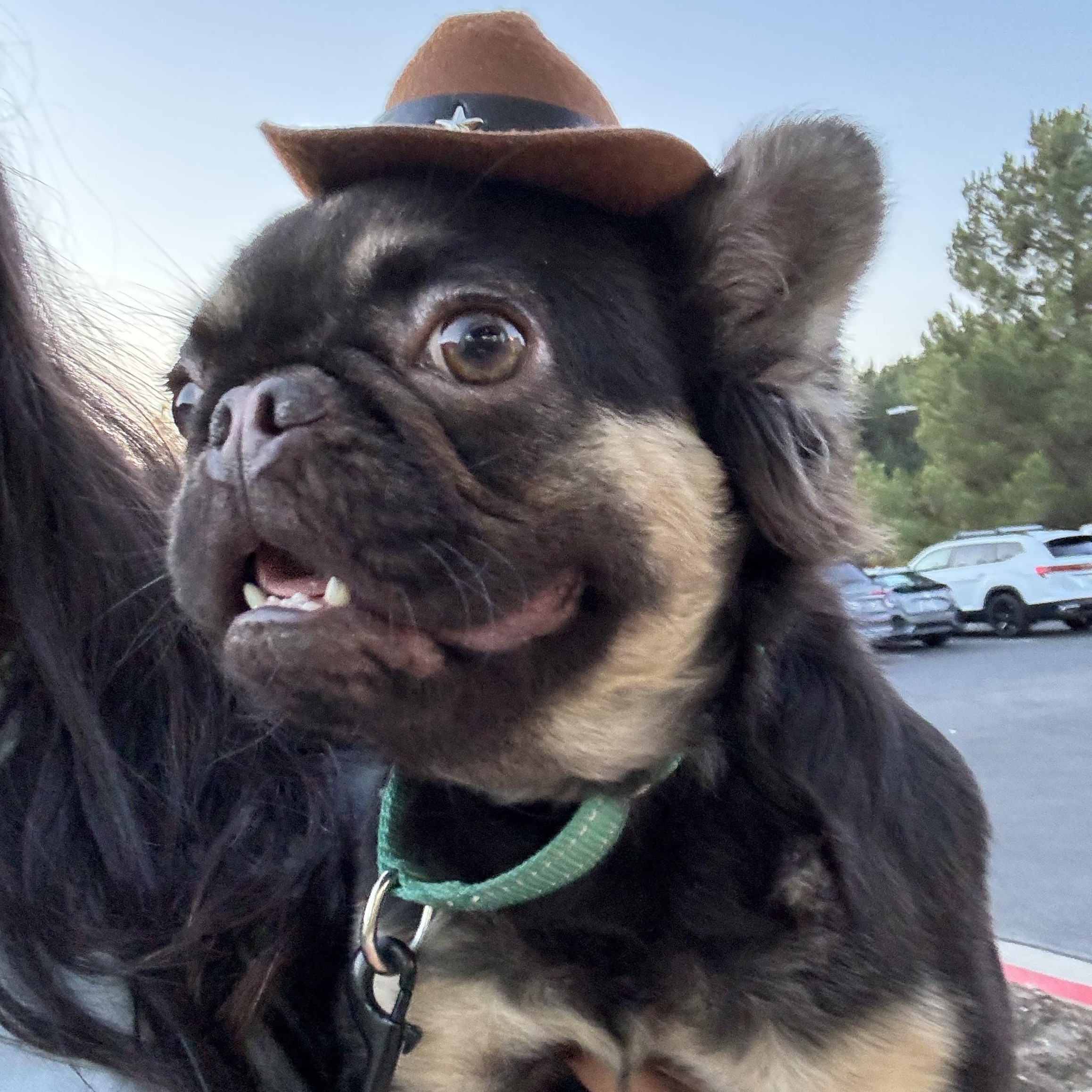 Gizmo, ADOPTABLE, Young Male French Bulldog.