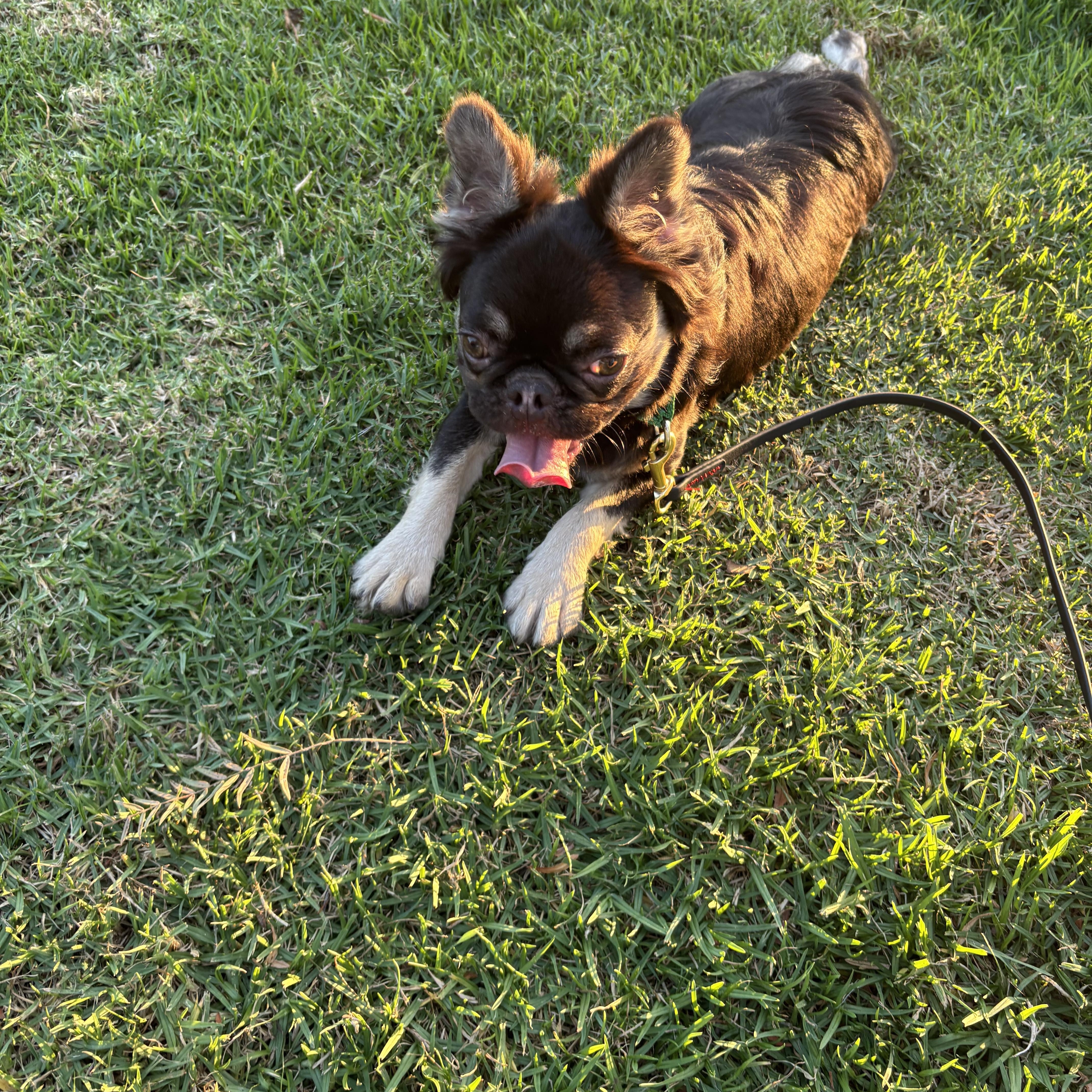 Enlarge Gizmo, a ADOPTABLE French Bulldog in Rancho Santa Margarita, CA image 4/4