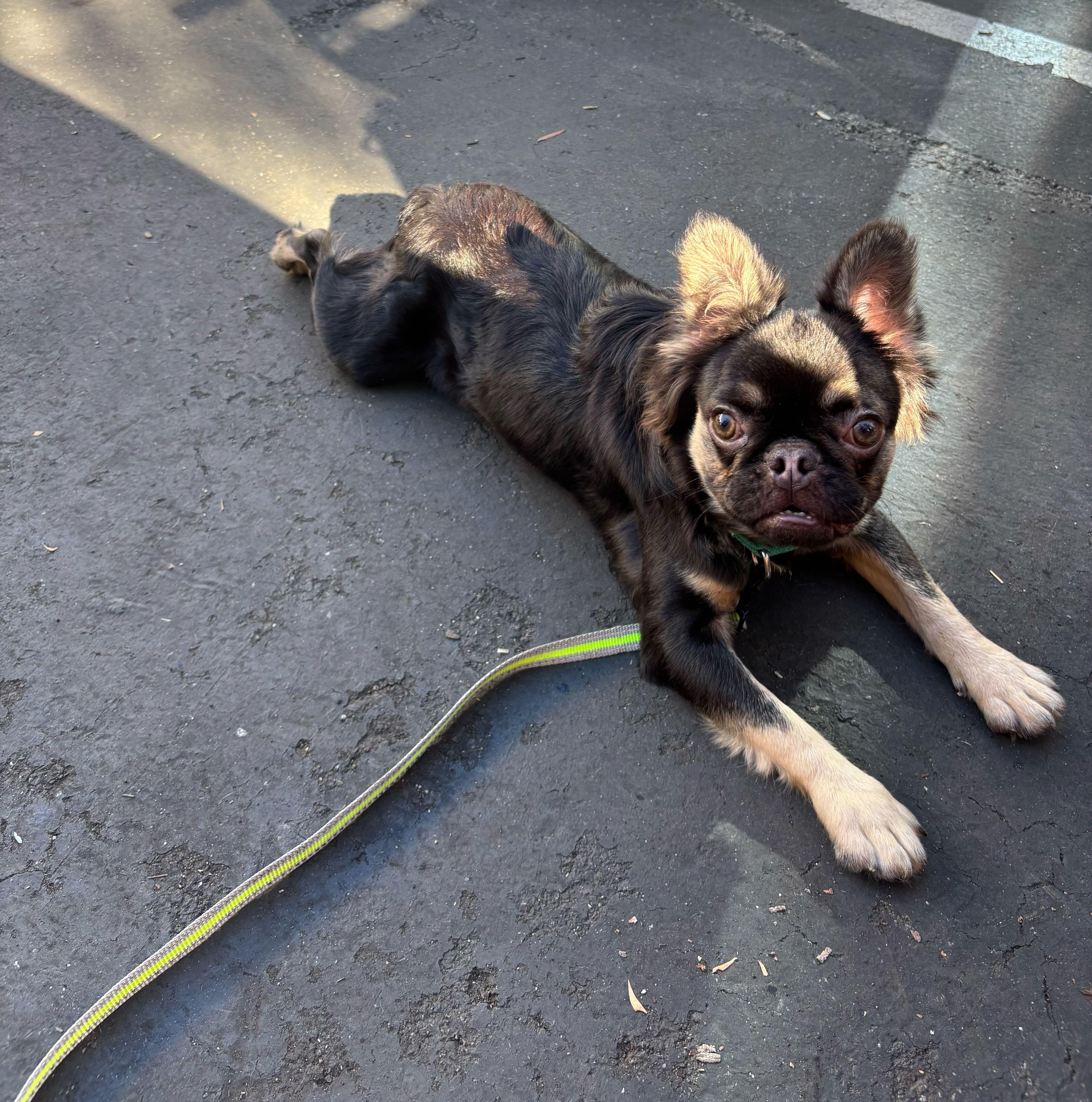 Enlarge Gizmo, a ADOPTABLE French Bulldog in Rancho Santa Margarita, CA image 2/4
