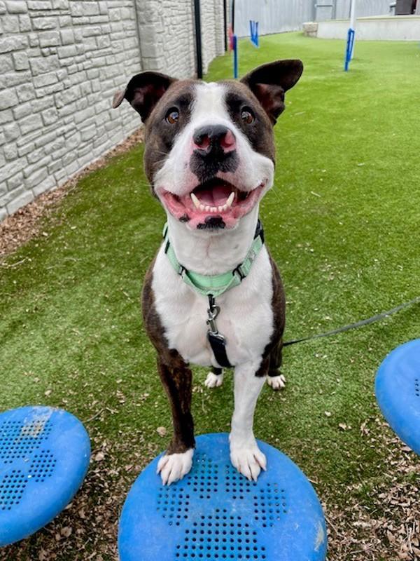 Enlarge Blaize, a Adoptable mixed breed in Salt Lake City, UT image 2/5