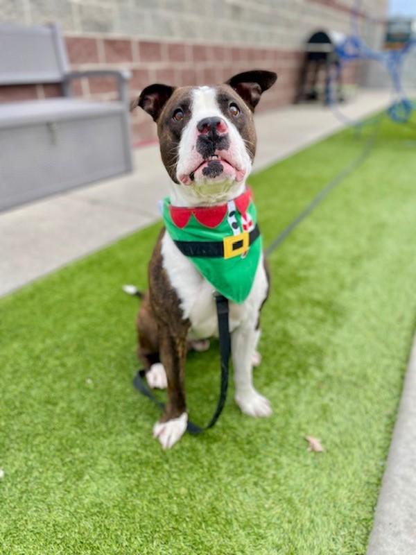 Enlarge Blaize, a Adoptable mixed breed in Salt Lake City, UT image 3/5