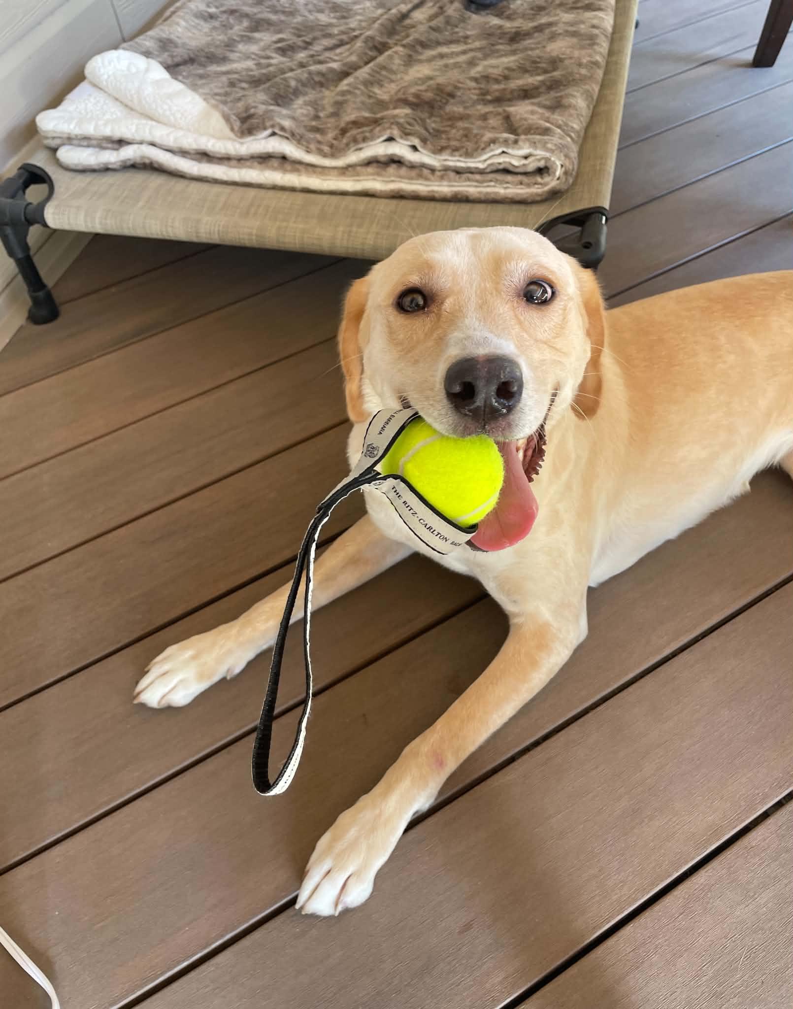 Enlarge Mabel, a Adopted mixed breed in Omaha, NE image 5/5
