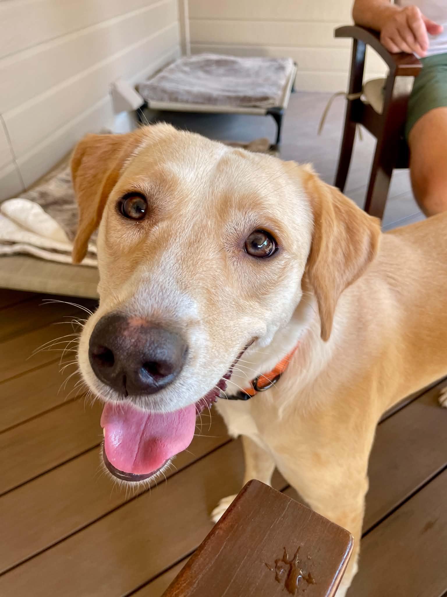 Enlarge Mabel, a Adopted mixed breed in Omaha, NE image 4/5