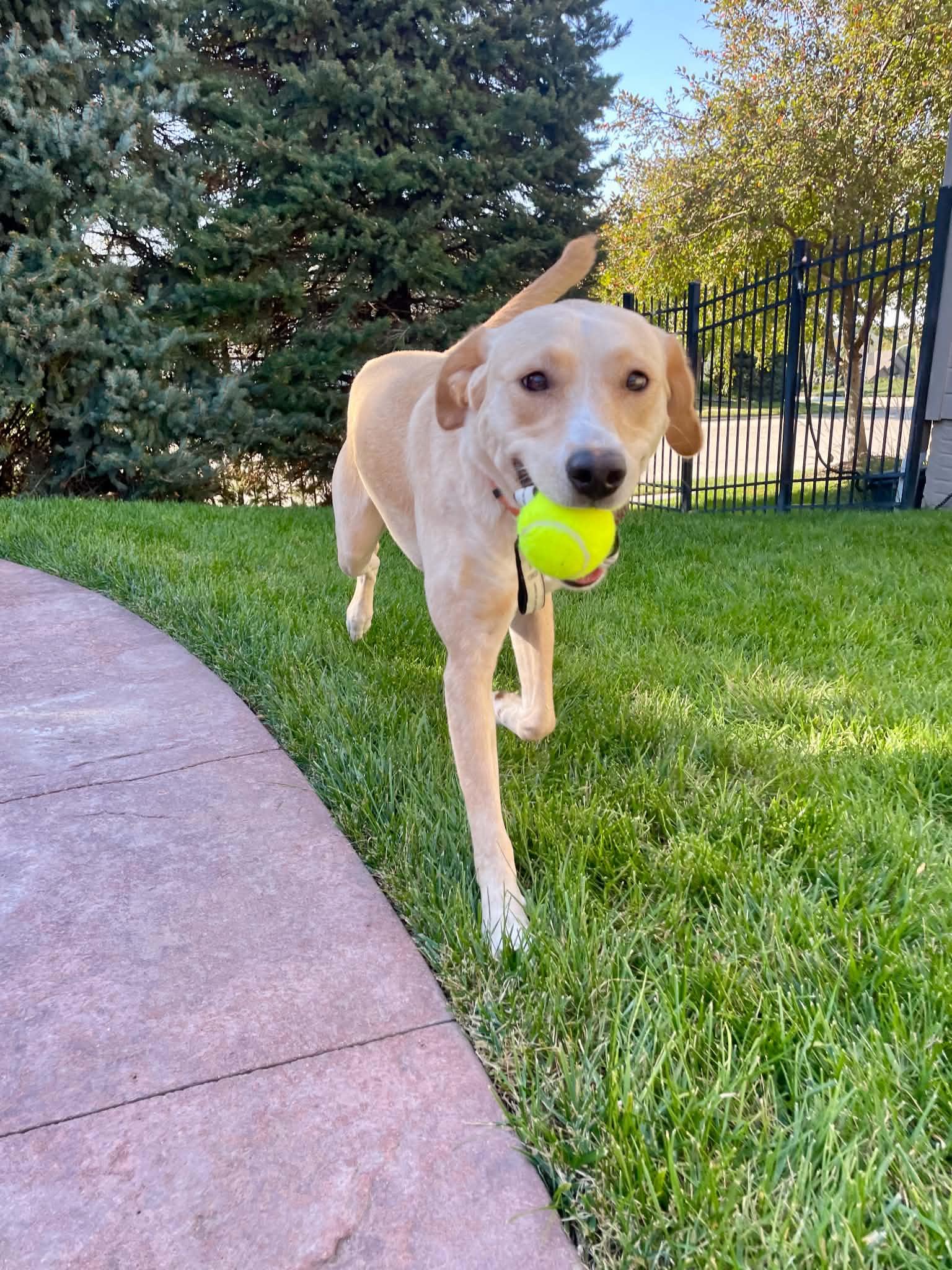 Enlarge Mabel, a Adopted mixed breed in Omaha, NE image 3/5