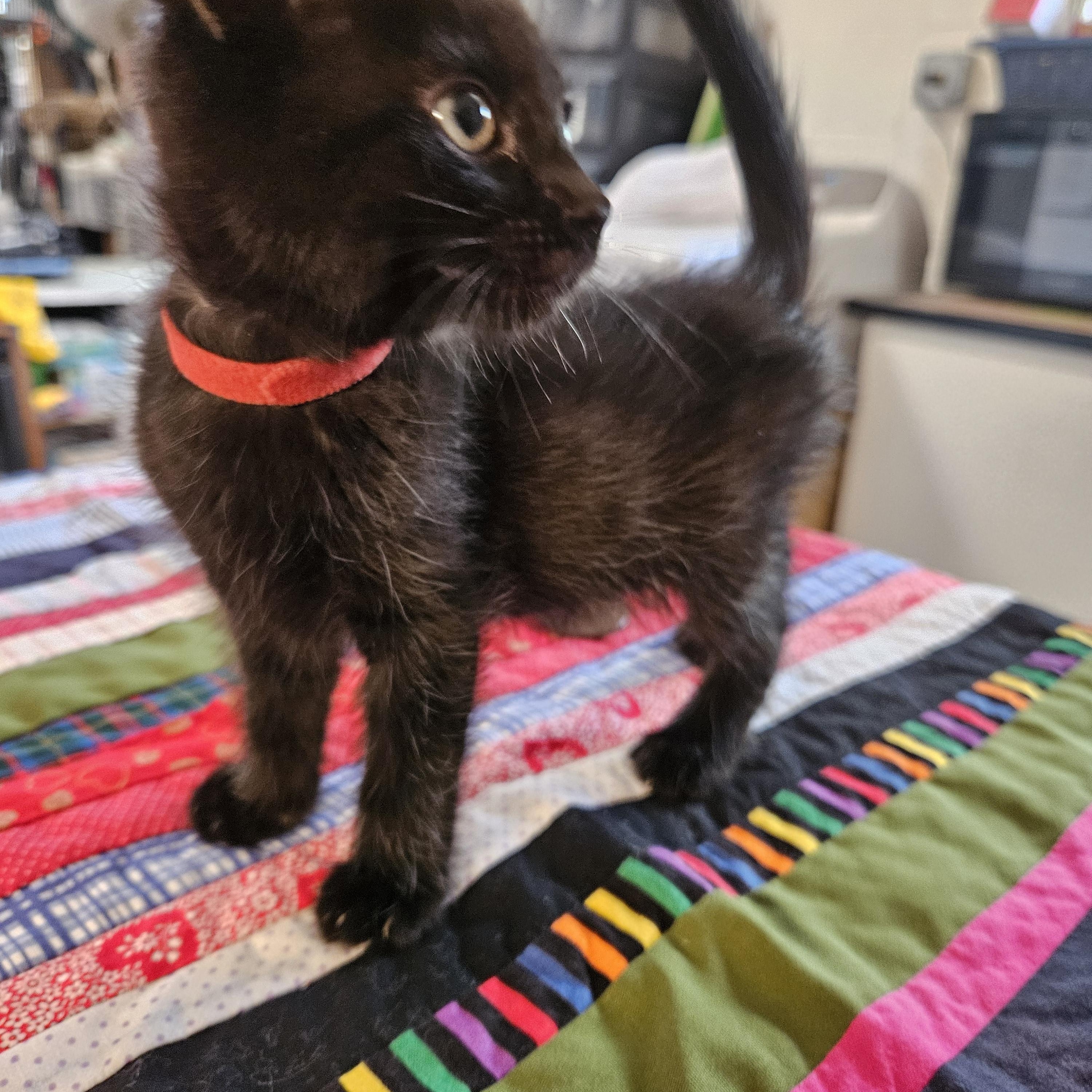 Oprah, a Adoptable Domestic Short Hair in Alpine, TX image 2/2