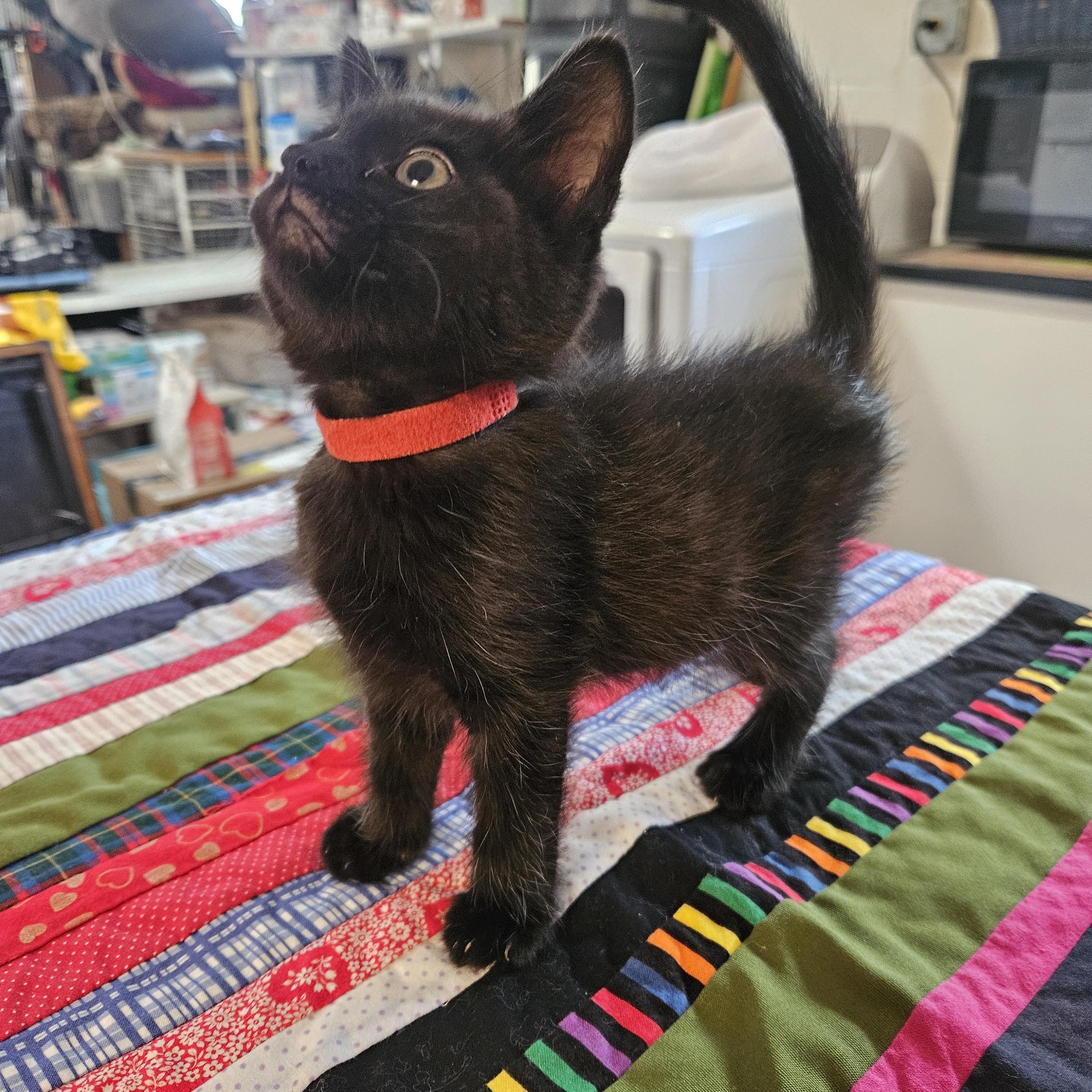 Oprah, Adoptable, Kitten Female Domestic Short Hair.