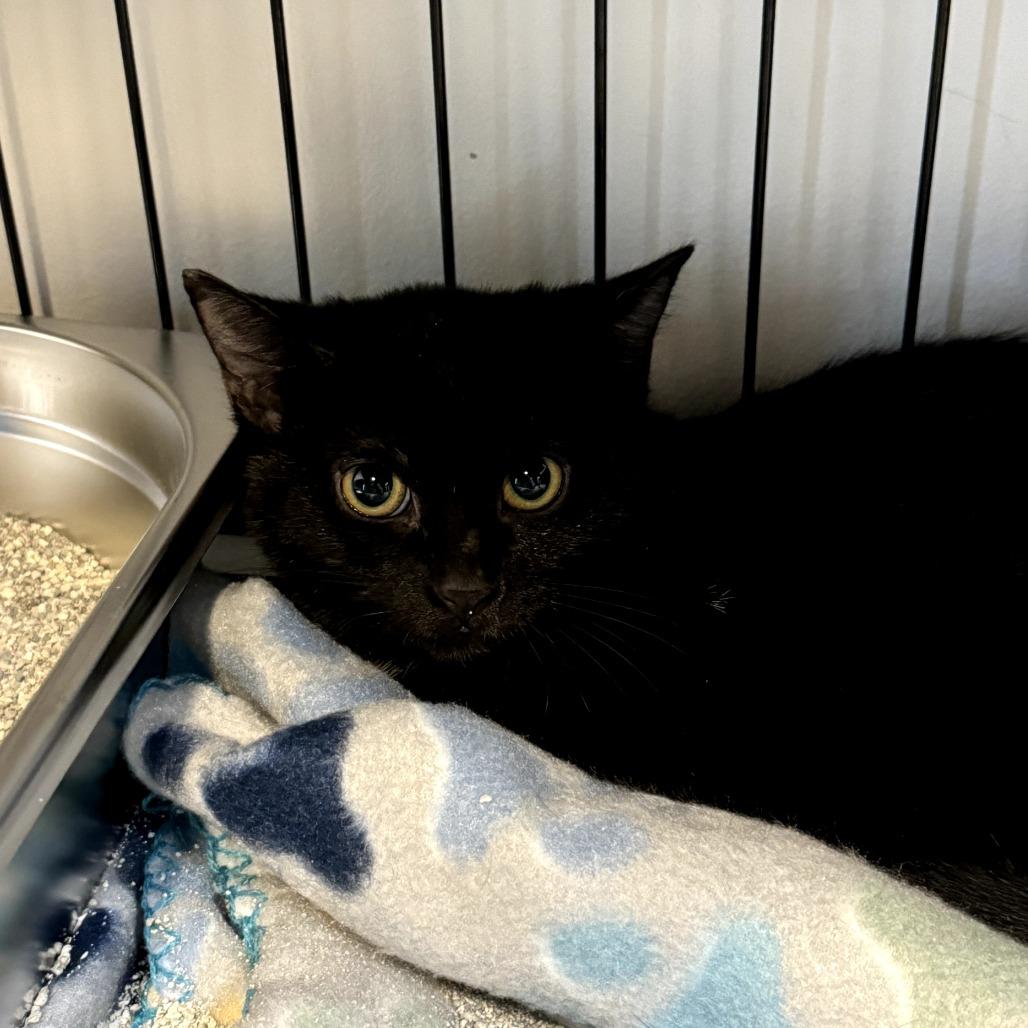 Enlarge Jingle, a ADOPTABLE Domestic Short Hair in Cortland, OH image 1/1