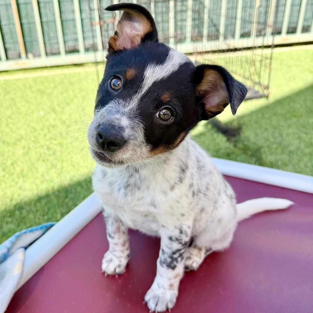 Puka, Adoptable, Puppy Male Australian Cattle Dog / Blue Heeler.