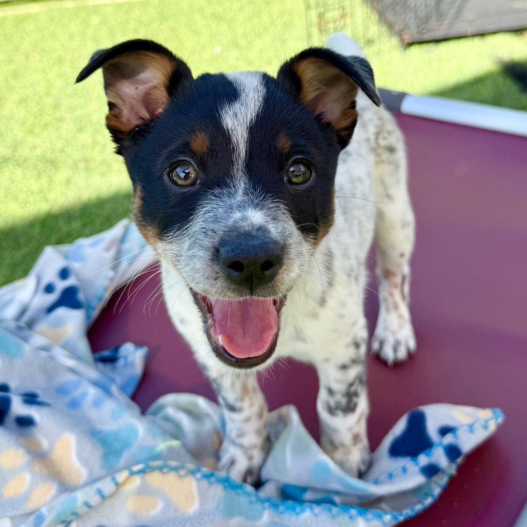 Puka, a Adoptable Australian Cattle Dog / Blue Heeler in Agoura Hills, CA image 2/5