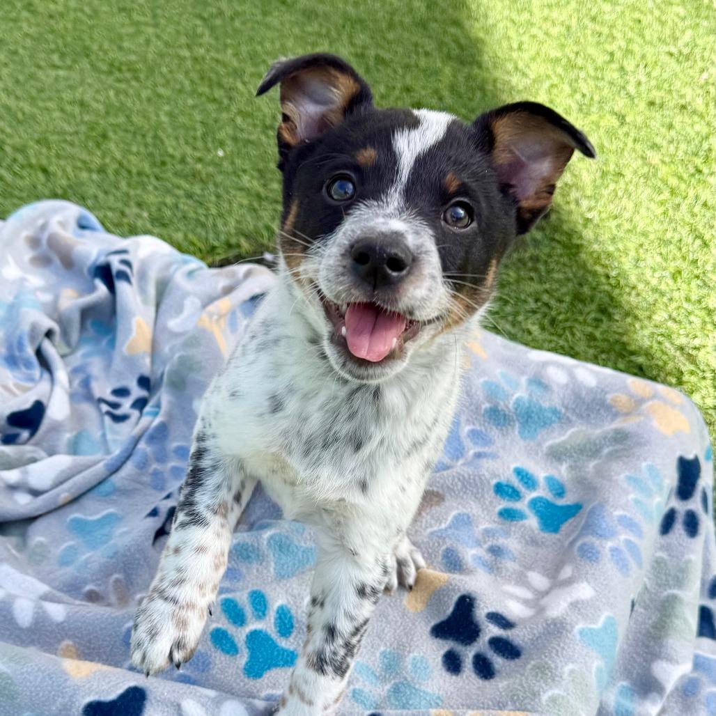 Puka, a Adoptable Australian Cattle Dog / Blue Heeler in Agoura Hills, CA image 3/5