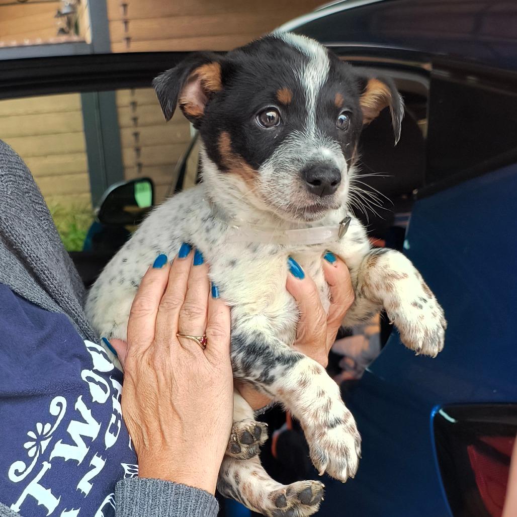 Puka, a Adoptable Australian Cattle Dog / Blue Heeler in Agoura Hills, CA image 4/5