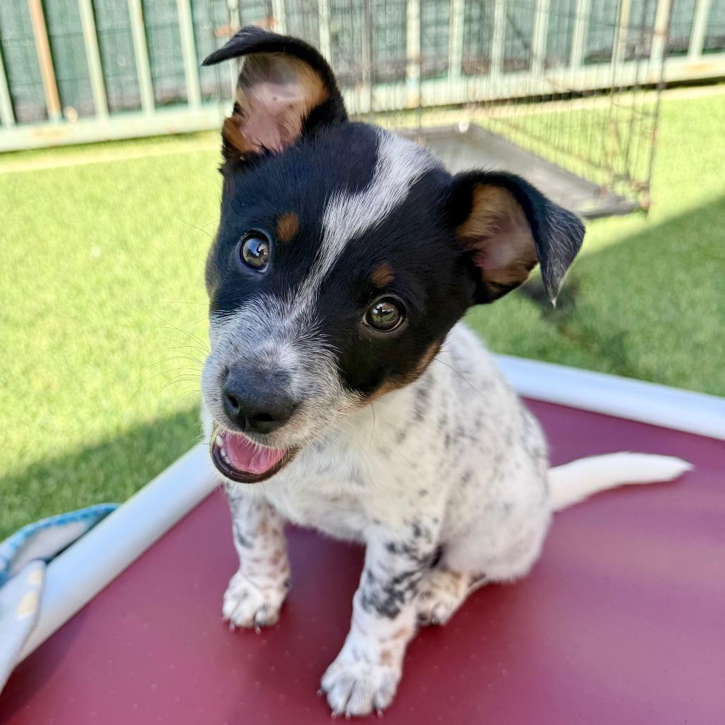 Puka, a Adoptable Australian Cattle Dog / Blue Heeler in Agoura Hills, CA image 5/5