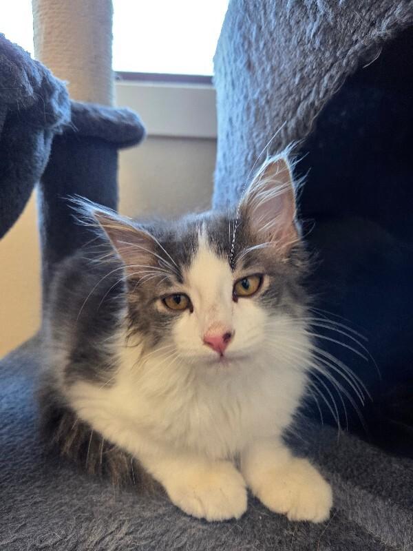 Corbin, Adoptable, Young Male Domestic Long Hair.