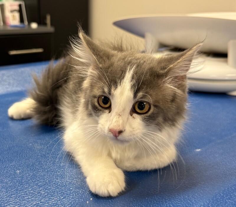 Corbin, a Adoptable Domestic Long Hair in Yankton, SD image 2/4