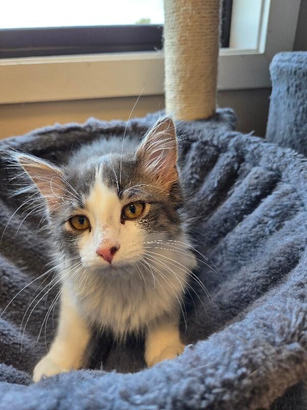 Corbin, a Adoptable Domestic Long Hair in Yankton, SD image 3/4